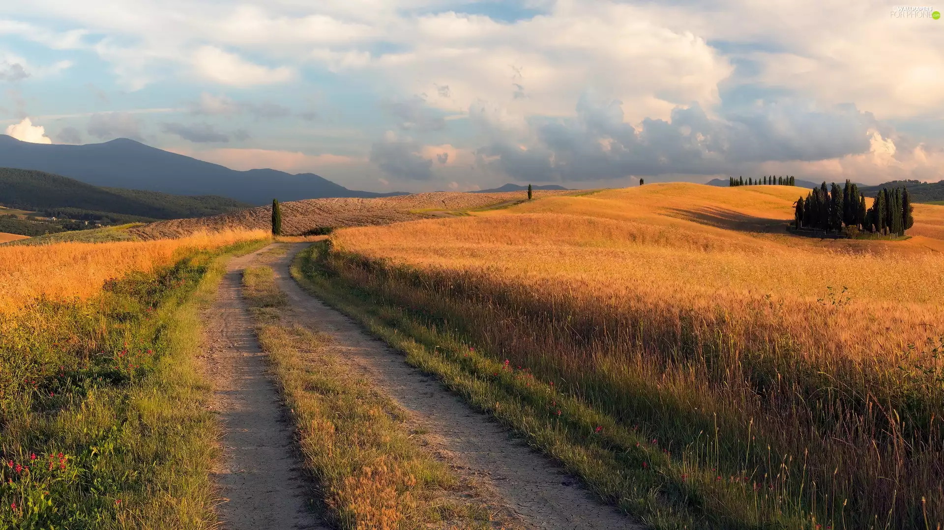 Field, Way, clouds, trees, cypresses, Tuscany, Italy, viewes
