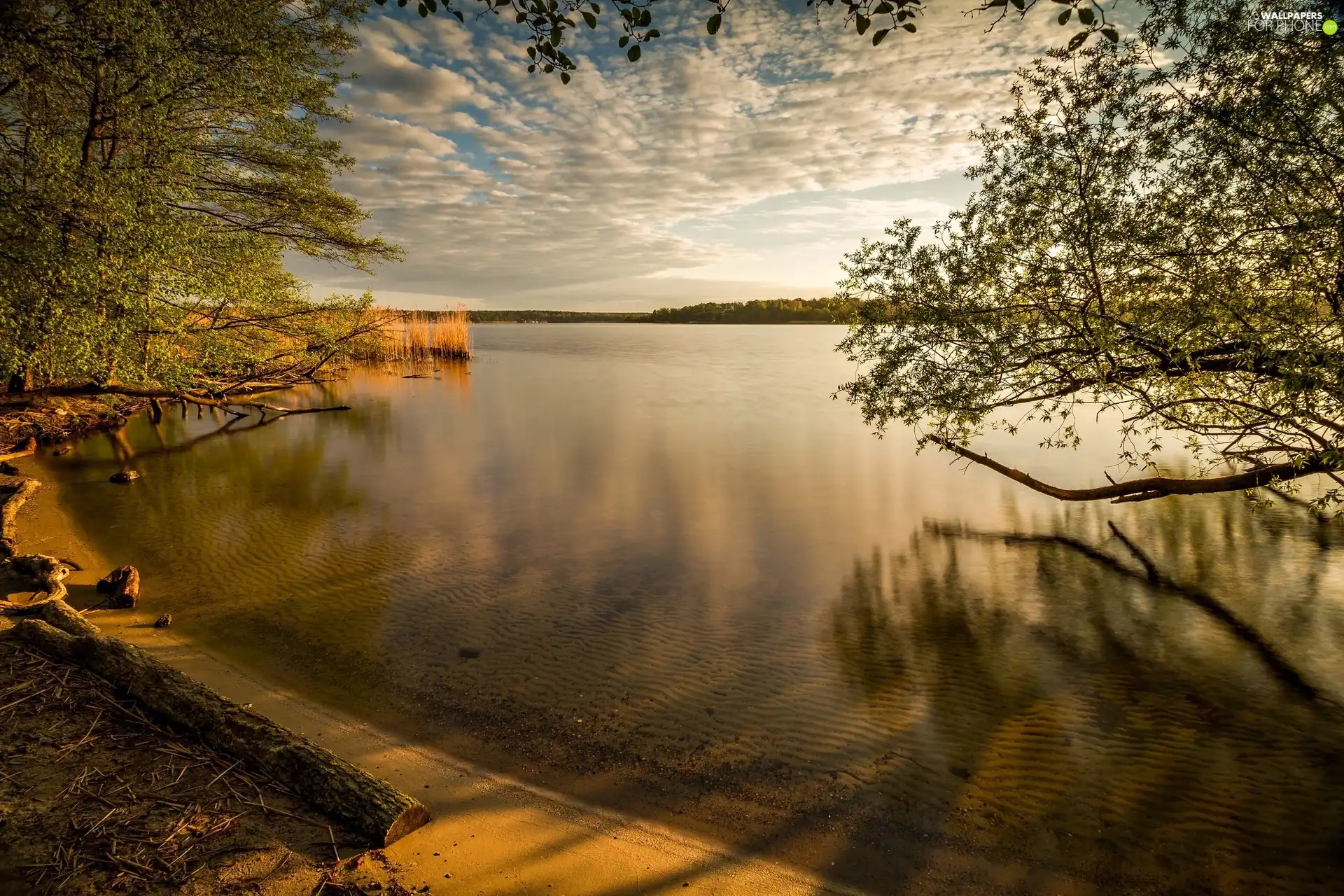 viewes, coast, morning, trees, lake