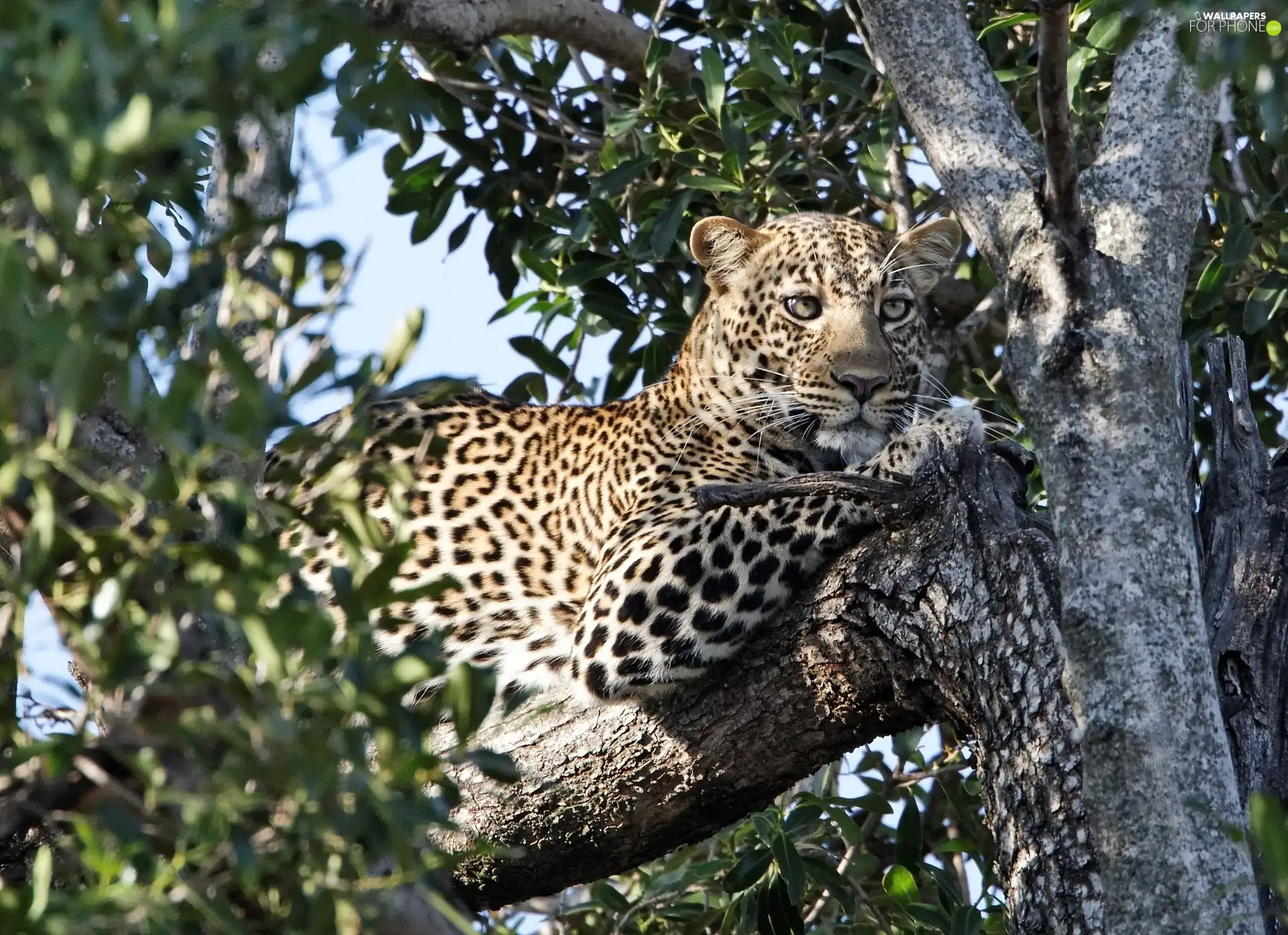 viewes, cover, branches, trees, Panther