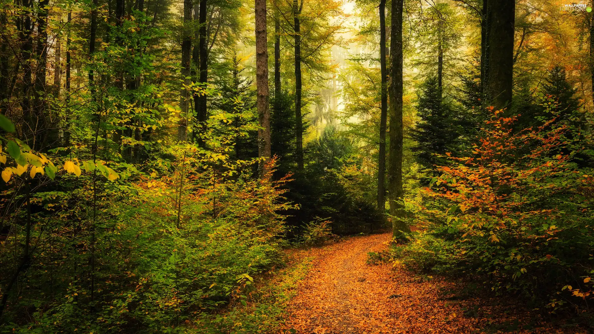 autumn, trees, fallen, viewes, forest, Path, Leaf