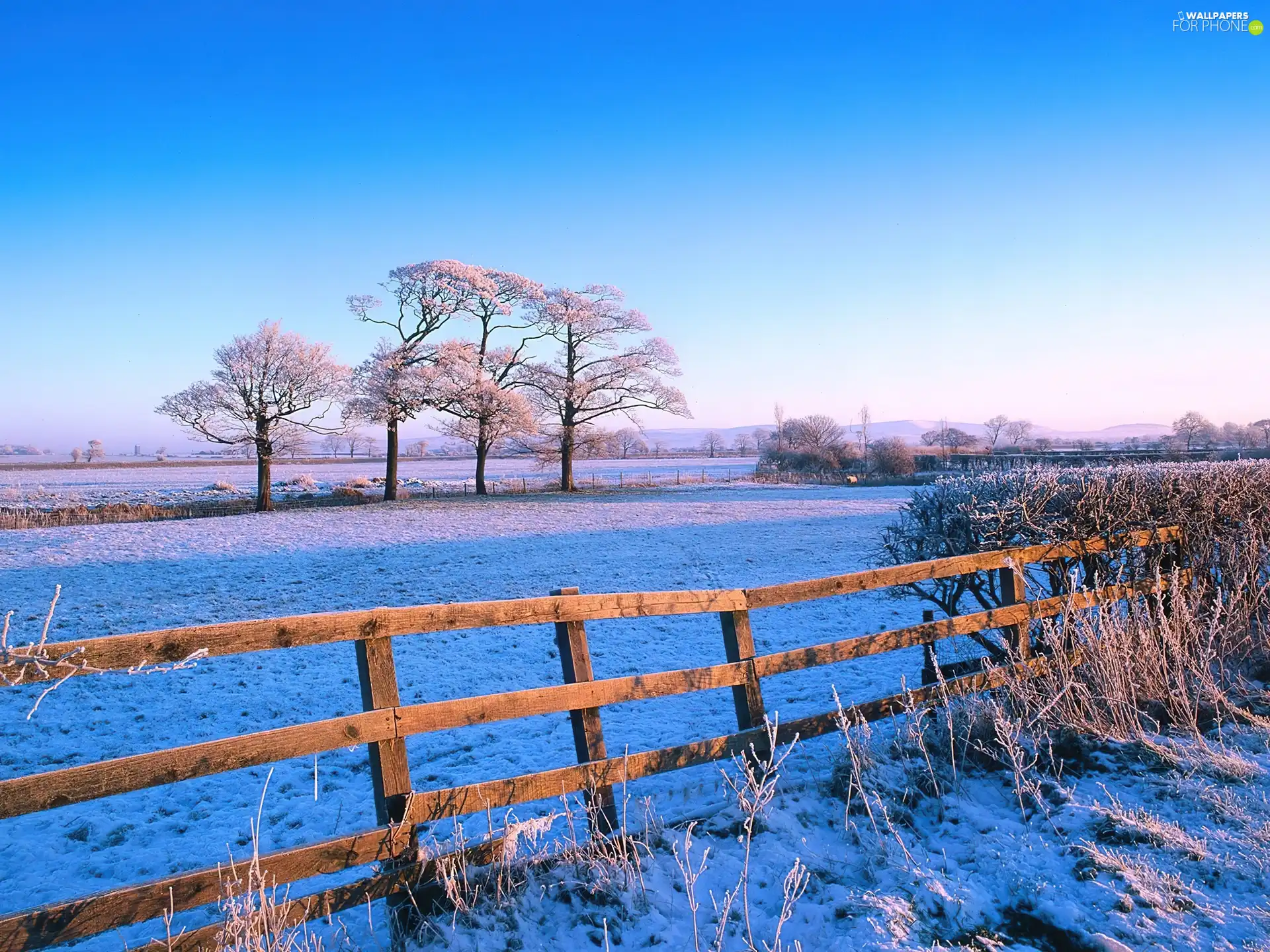 viewes, fence, field, trees, winter