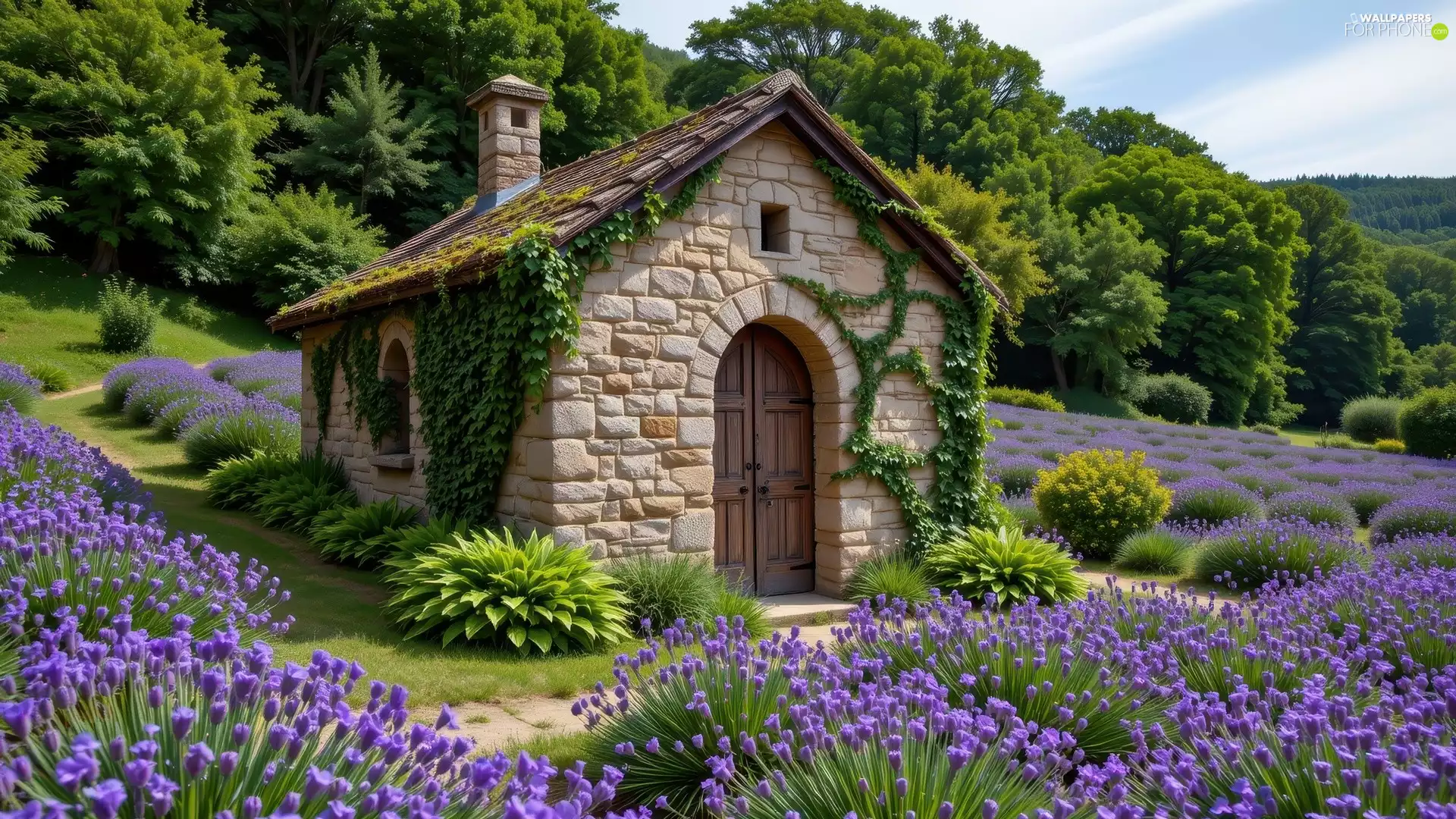 lavender, house, trees, viewes, Plants, Field