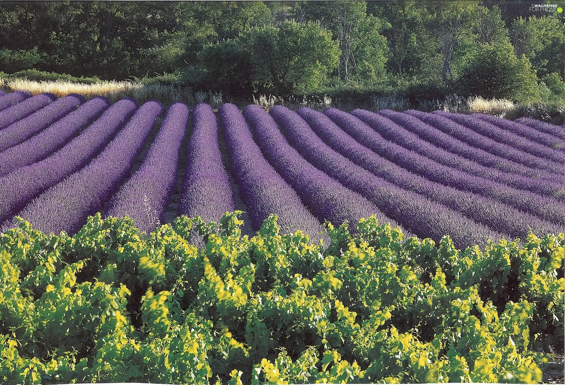 Field, trees, viewes, lavender