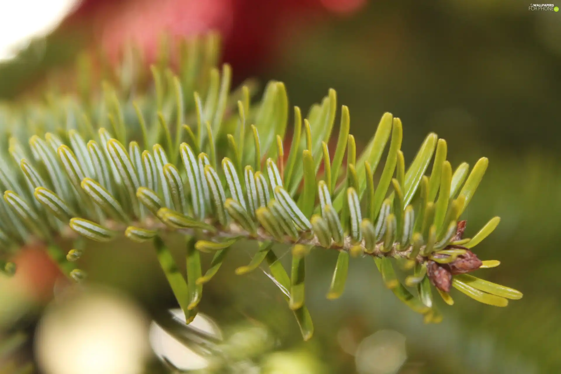 viewes, fir, Plants, trees, nature