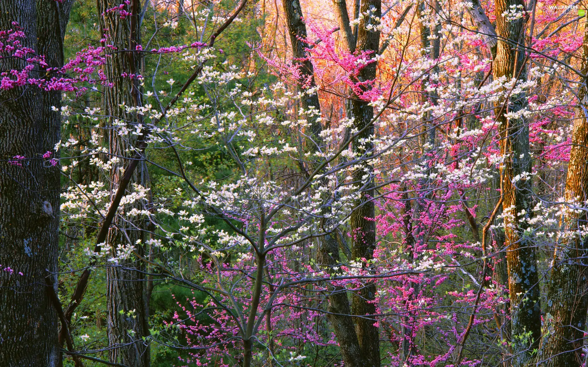 flourishing, trees, viewes, colorfully