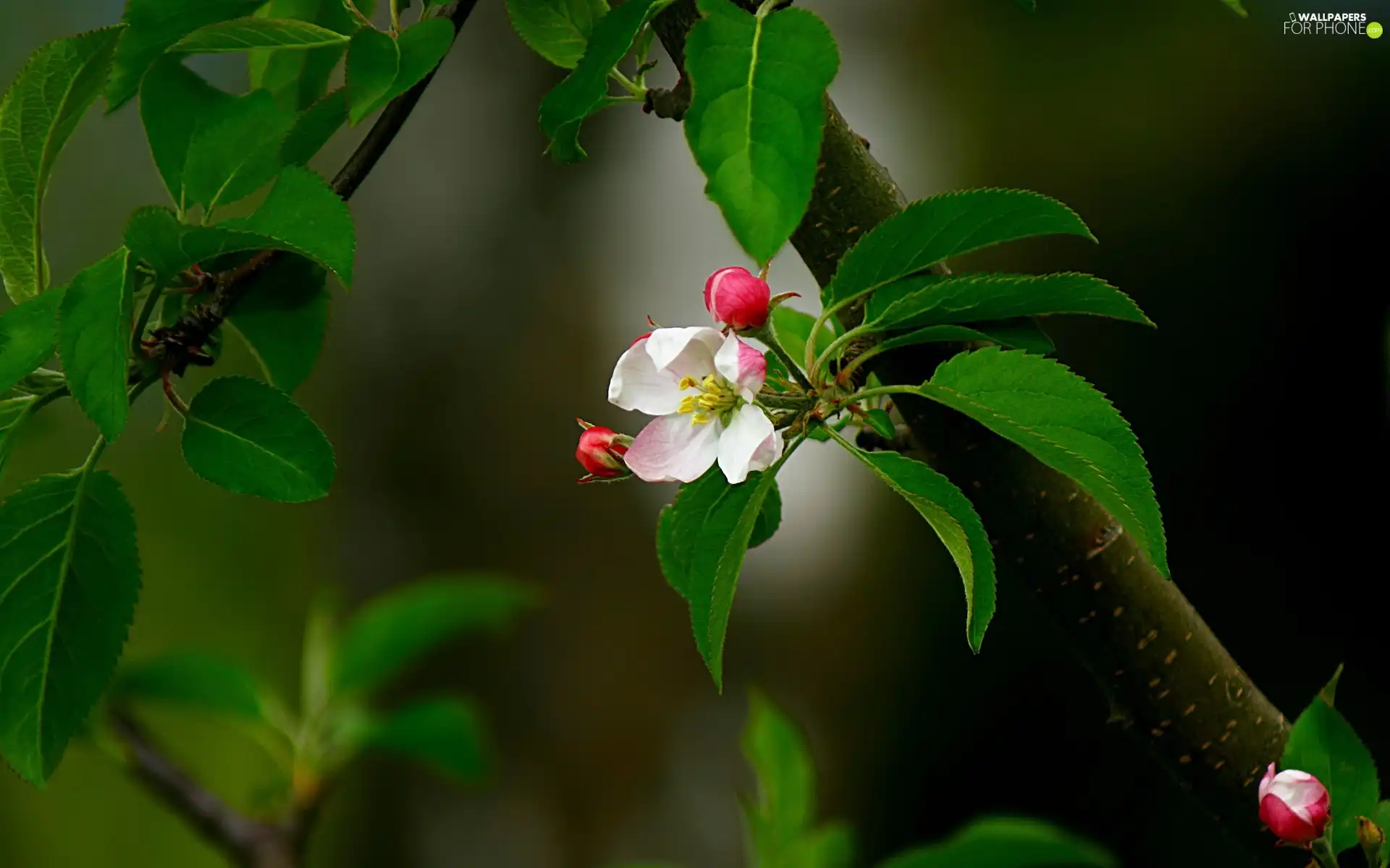 Flower, trees, viewes, fruit