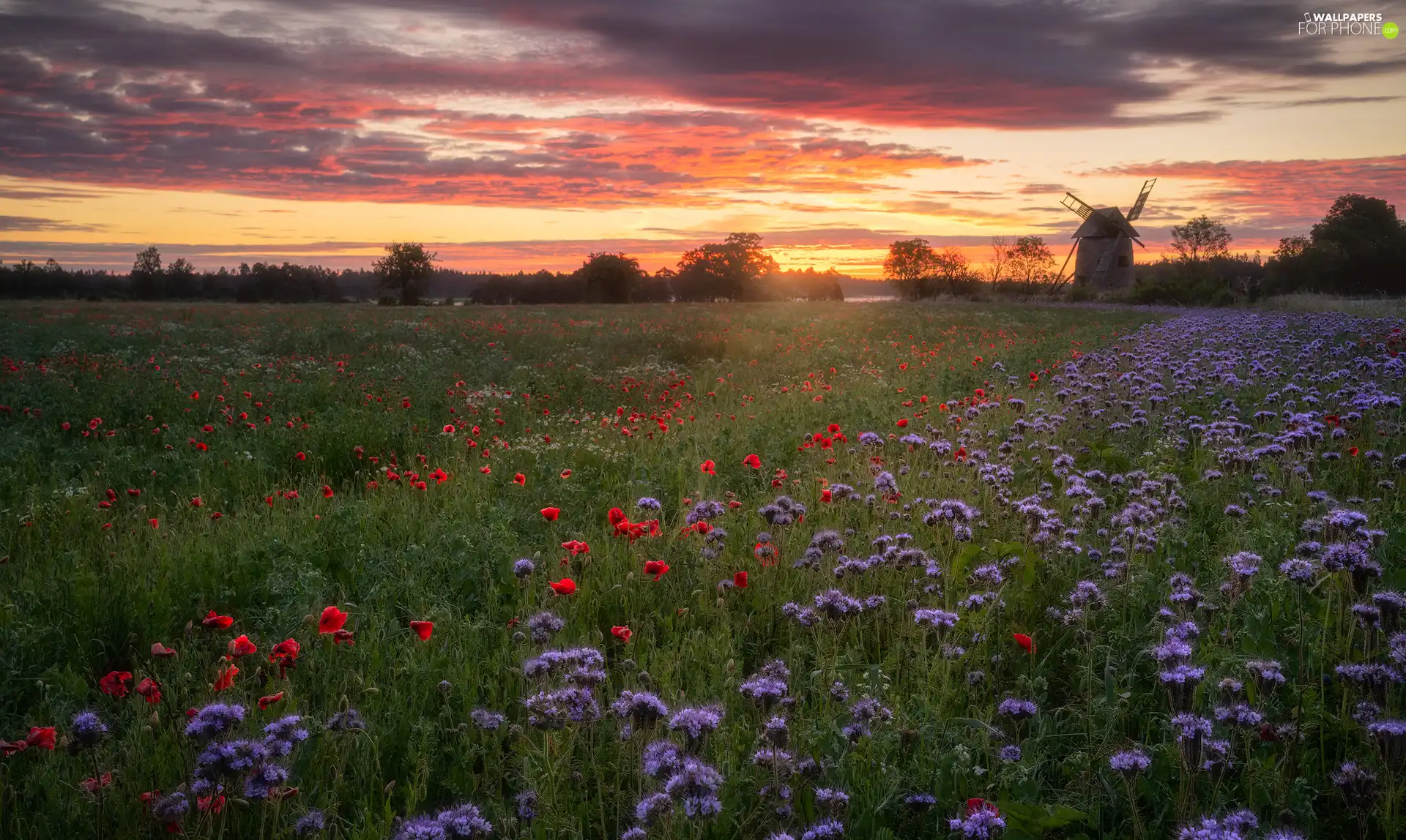 trees, viewes, Flowers, Windmill, Meadow