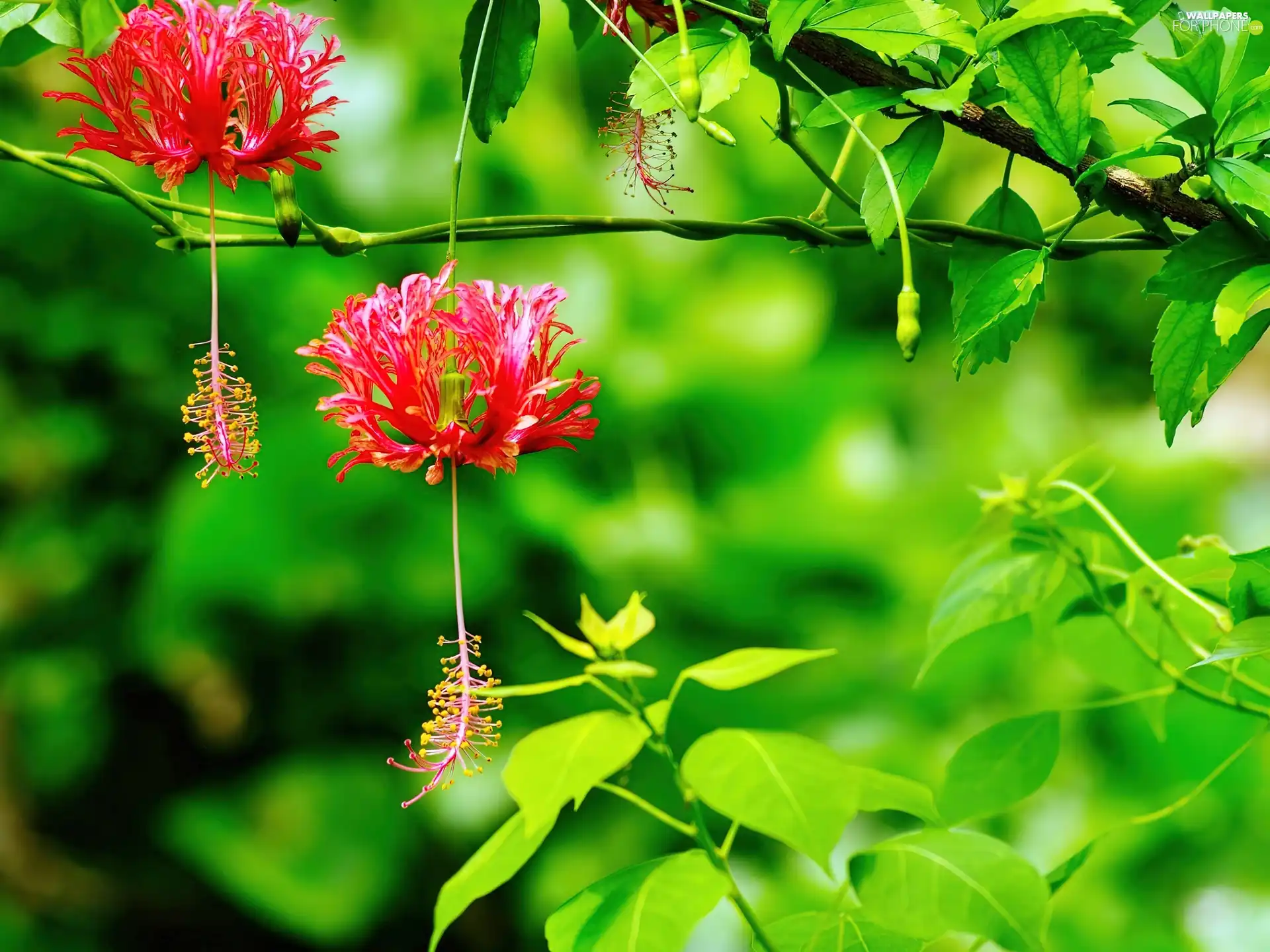 Flowers, trees, viewes, exotic