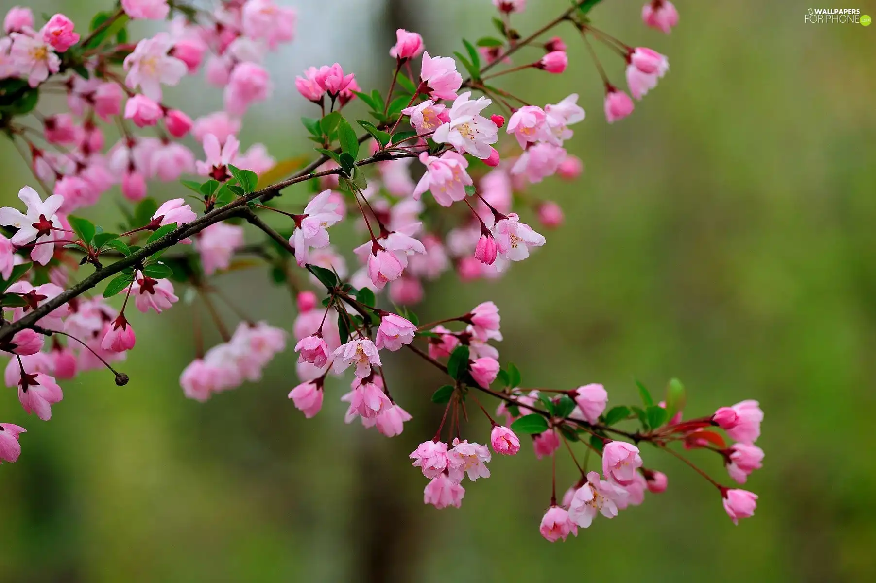 Flowers, trees, viewes, fruit