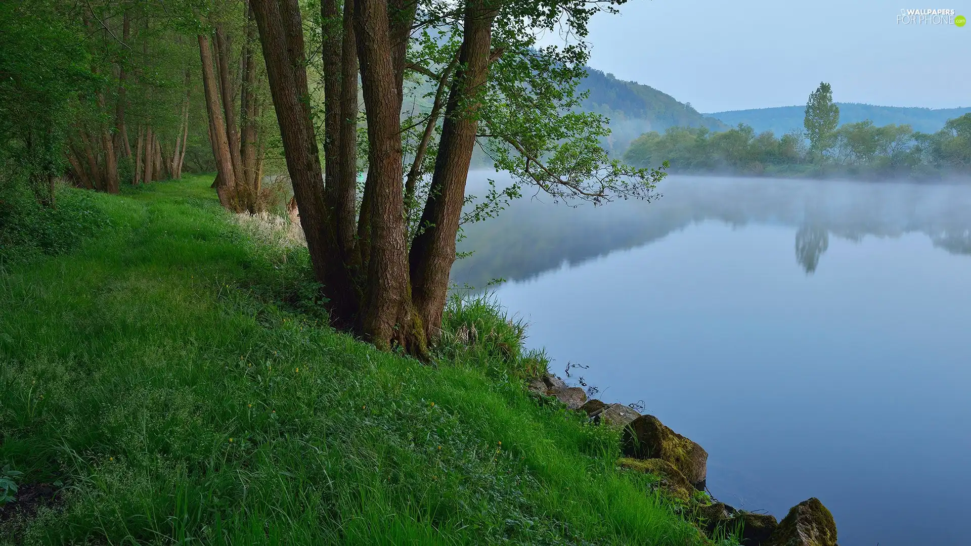 forest, trees, Fog, viewes, grass, morning, lake