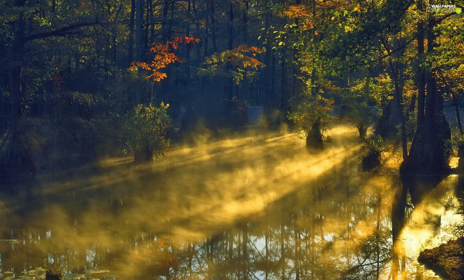 forest, trees, viewes, Fog