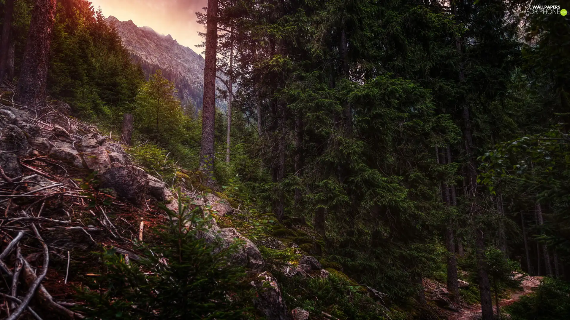 forest, trees, viewes, Mountains