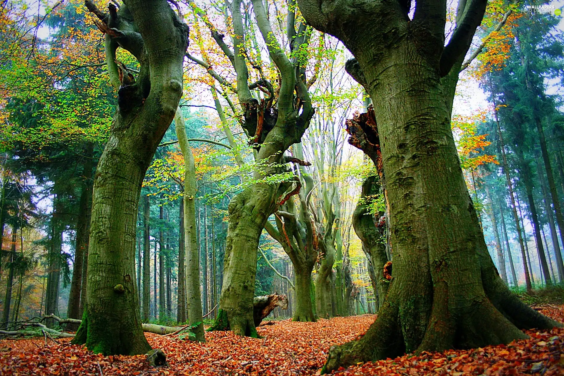 forest, trees, viewes, old