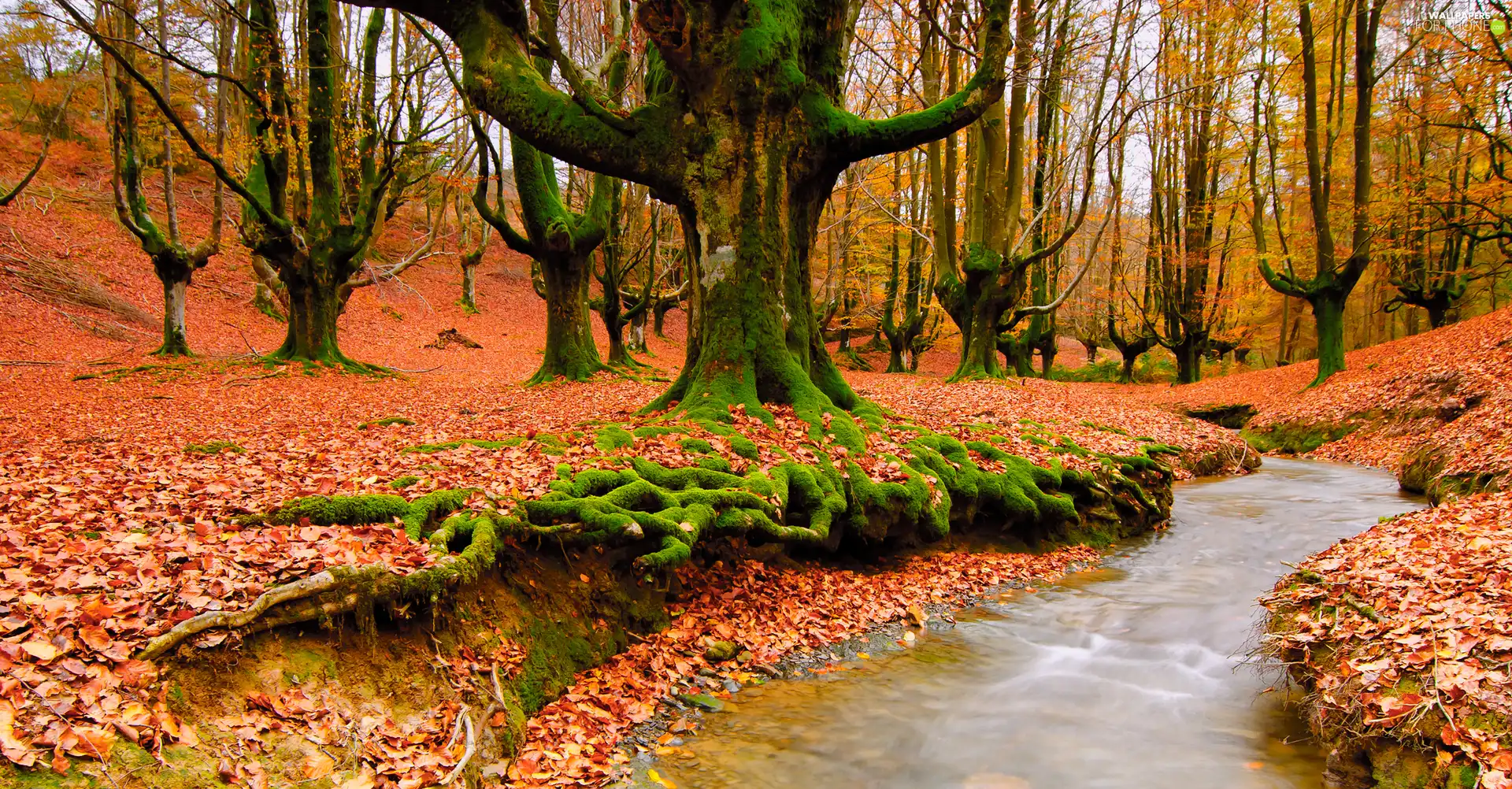 forest, trees, viewes, old