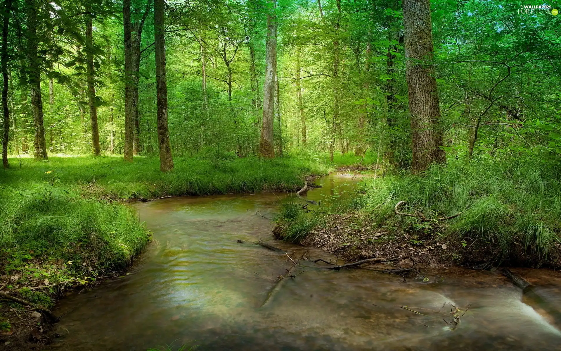 forest, trees, viewes, River