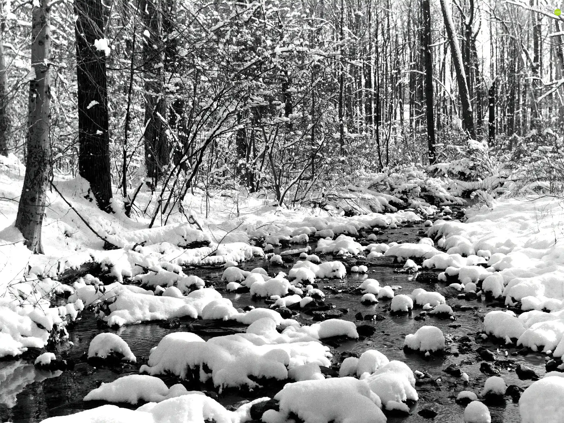 forest, trees, viewes, winter