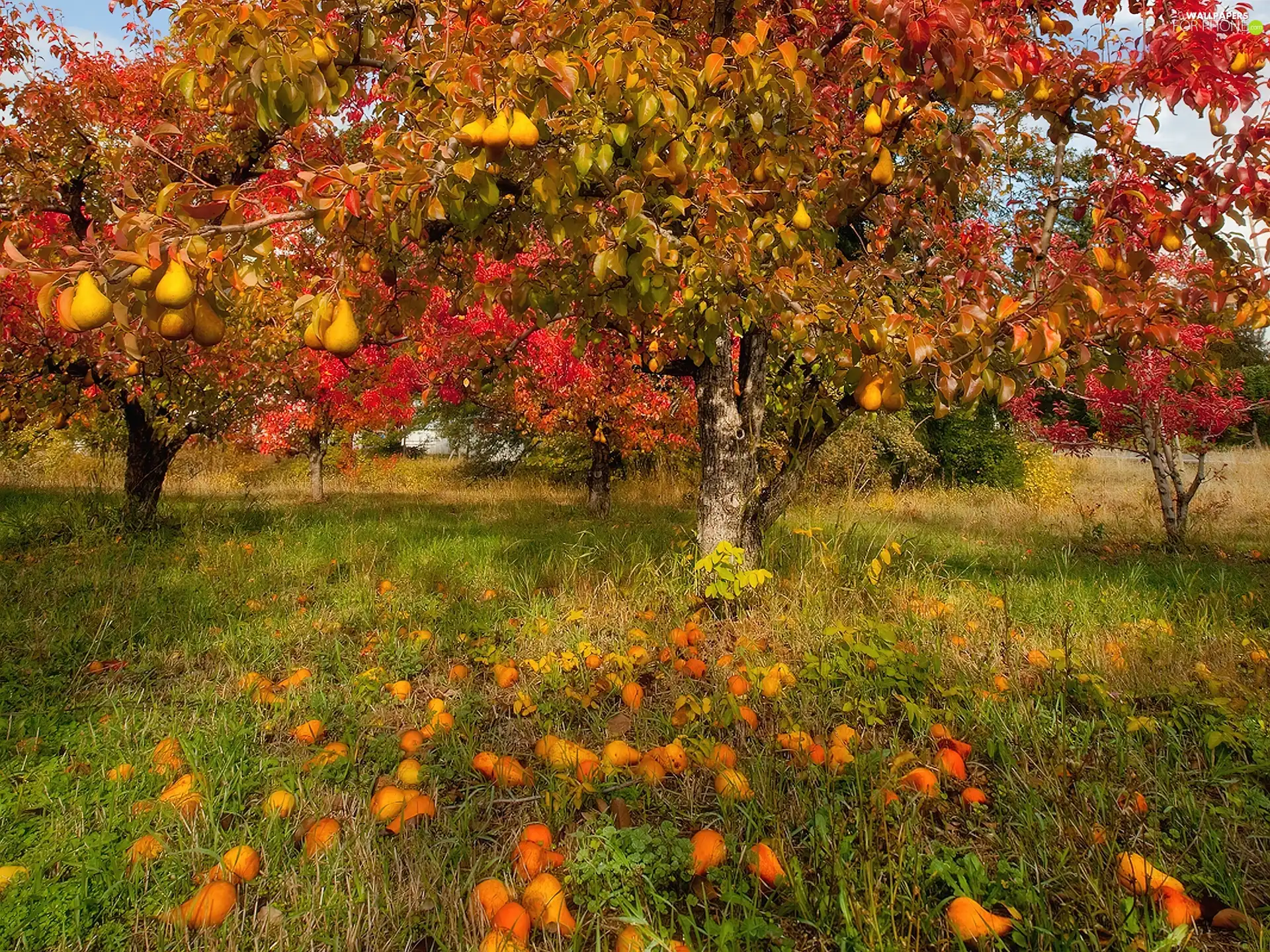 fruit, truck concrete mixer, trees, viewes, orchard