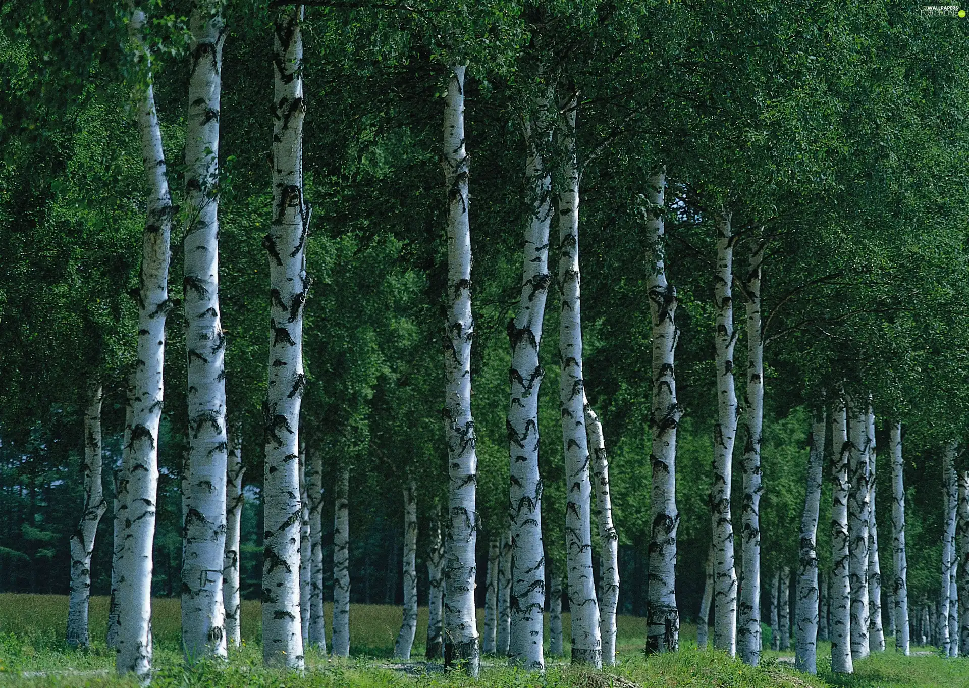 viewes, grass, leaved, trees, forest