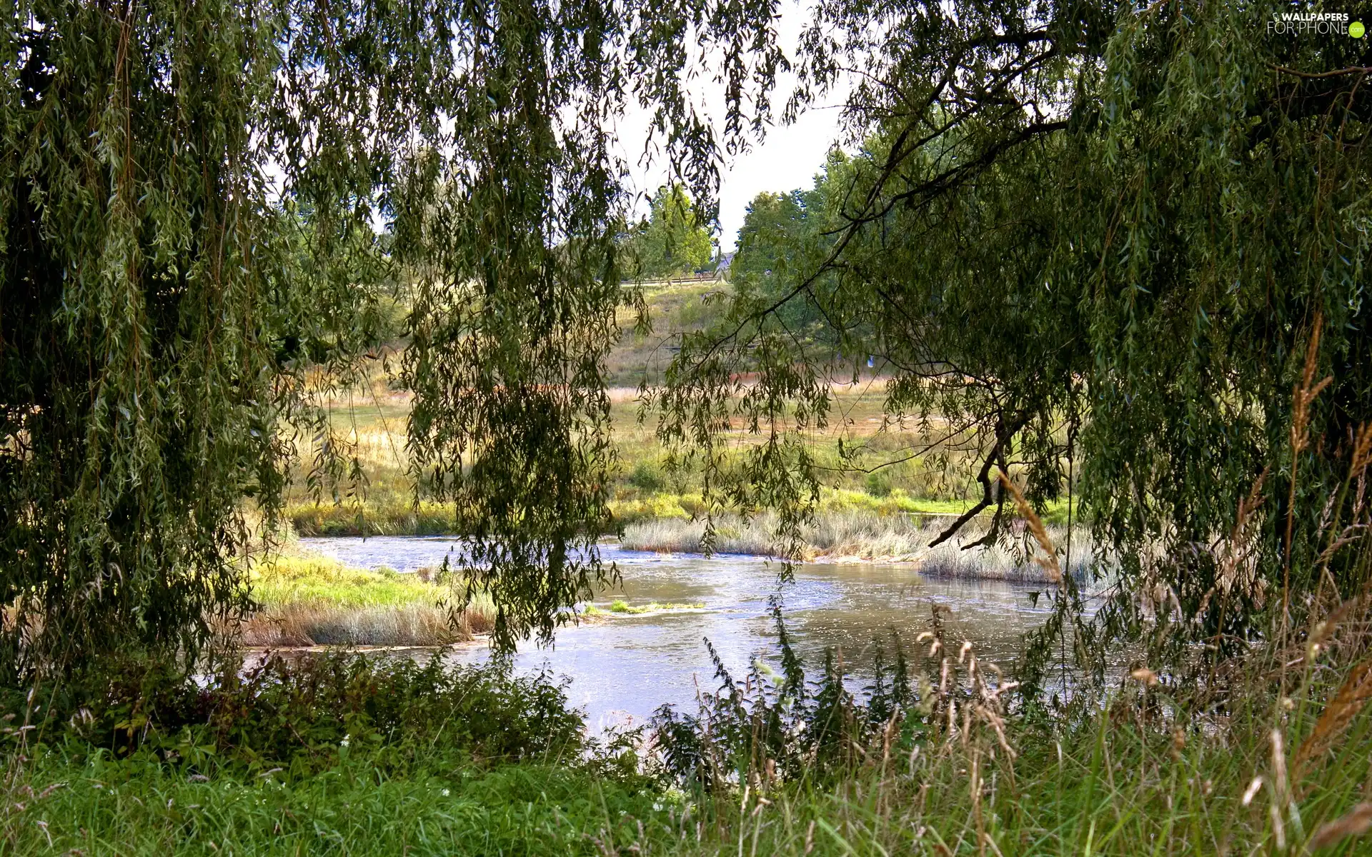 viewes, grass, medows, trees, River