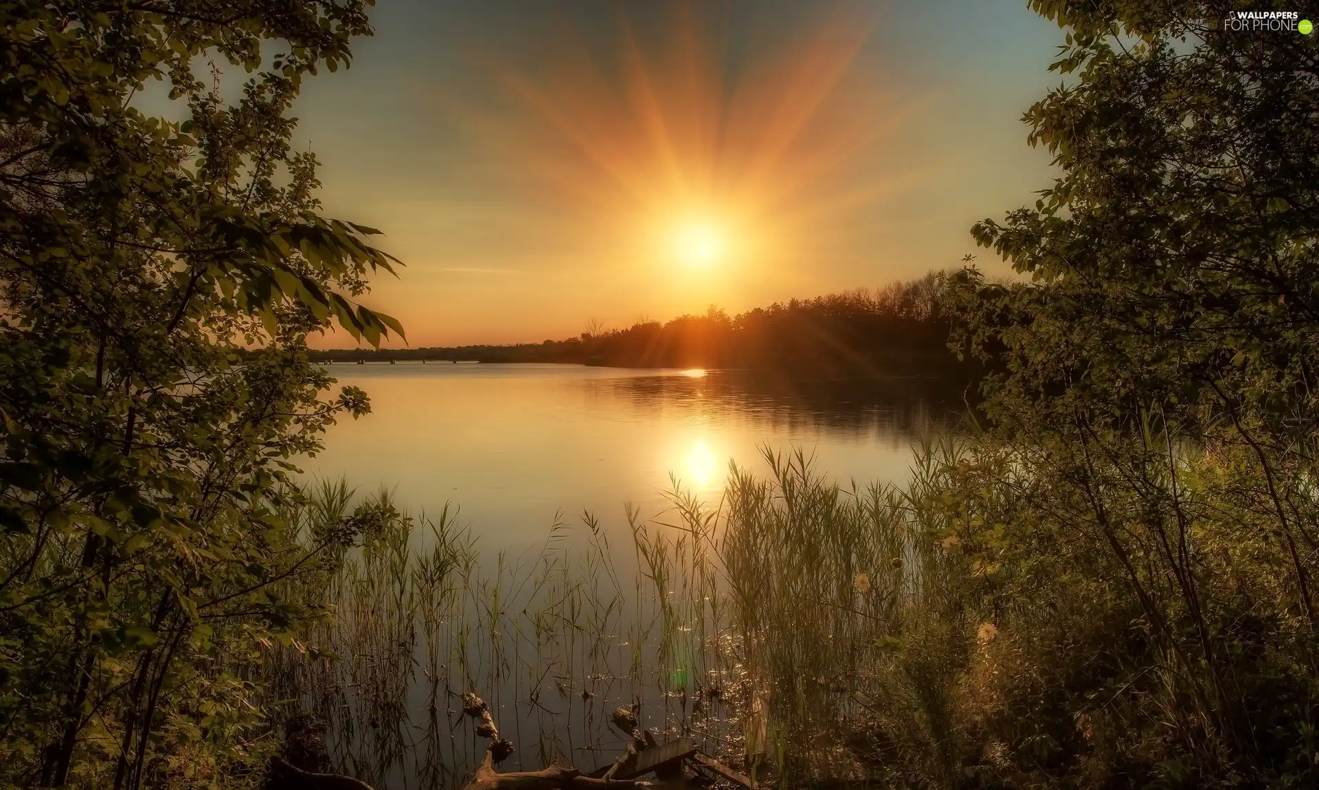 sun, lake, viewes, grass, trees, west