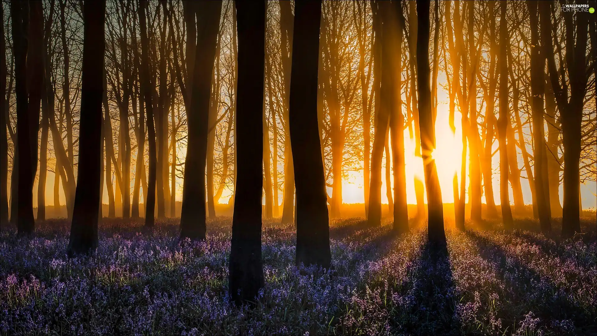 viewes, heather, Great Sunsets, trees, forest