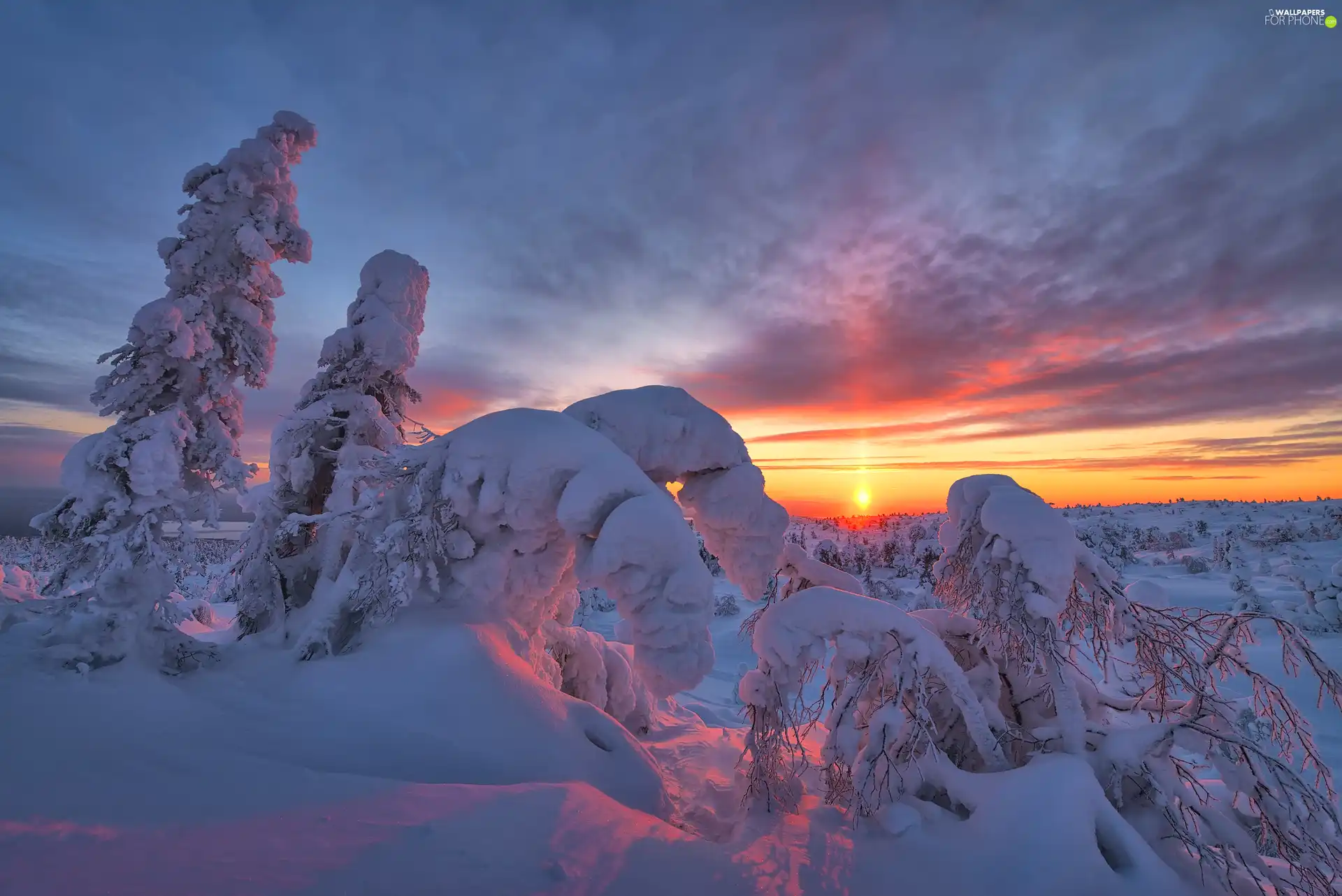 viewes, snowy, Kola Peninsula, trees, winter, Great Sunsets, Russia