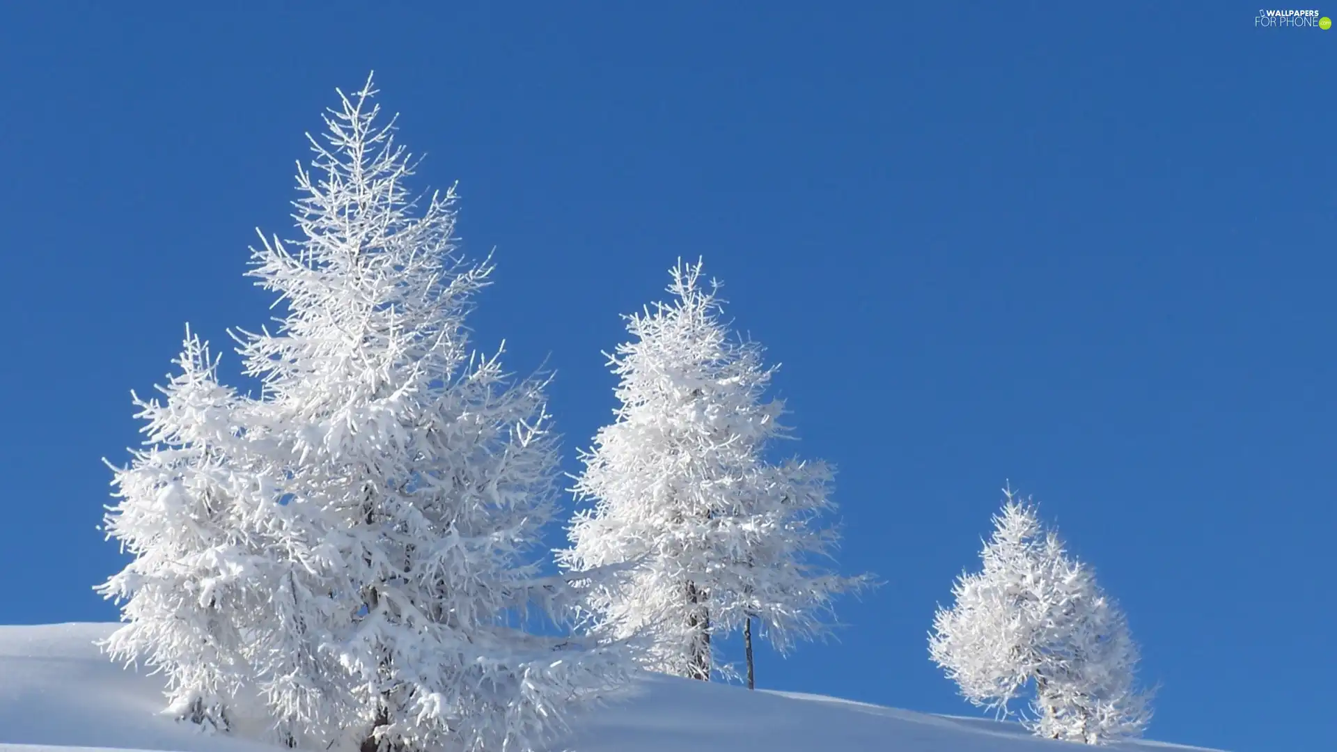 Hill, trees, viewes, frosty