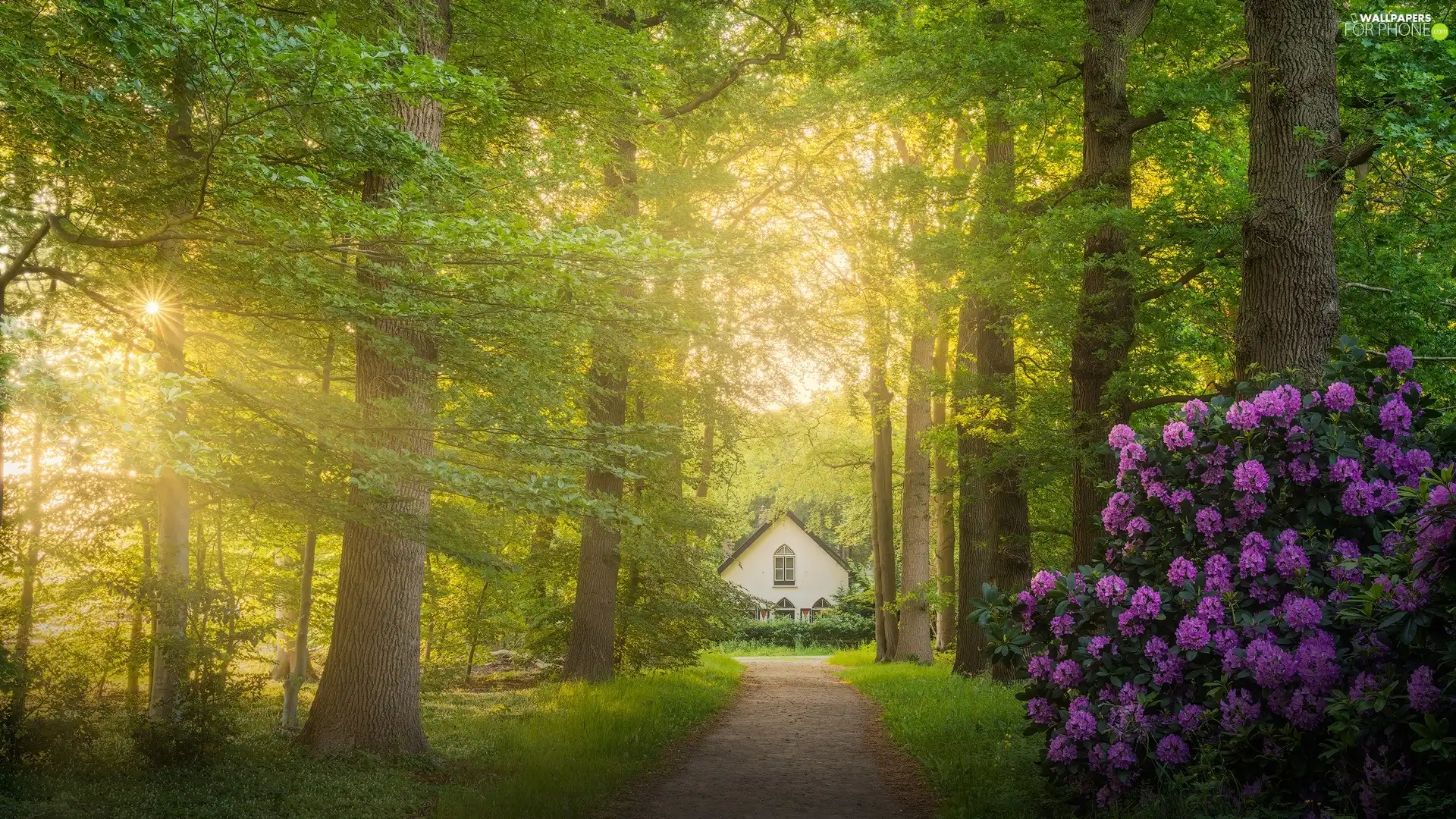 viewes, Way, Bush, trees, rays of the Sun, house, rhododendron