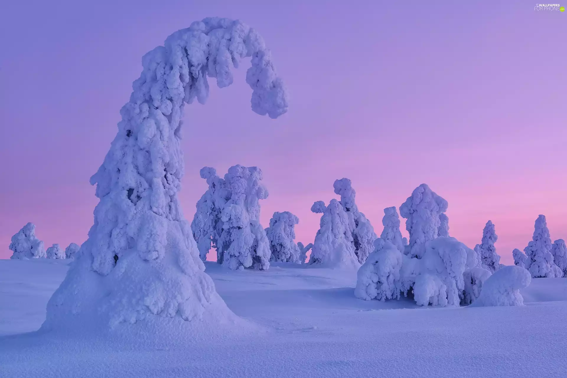 trees, viewes, inclined, Snowy, winter