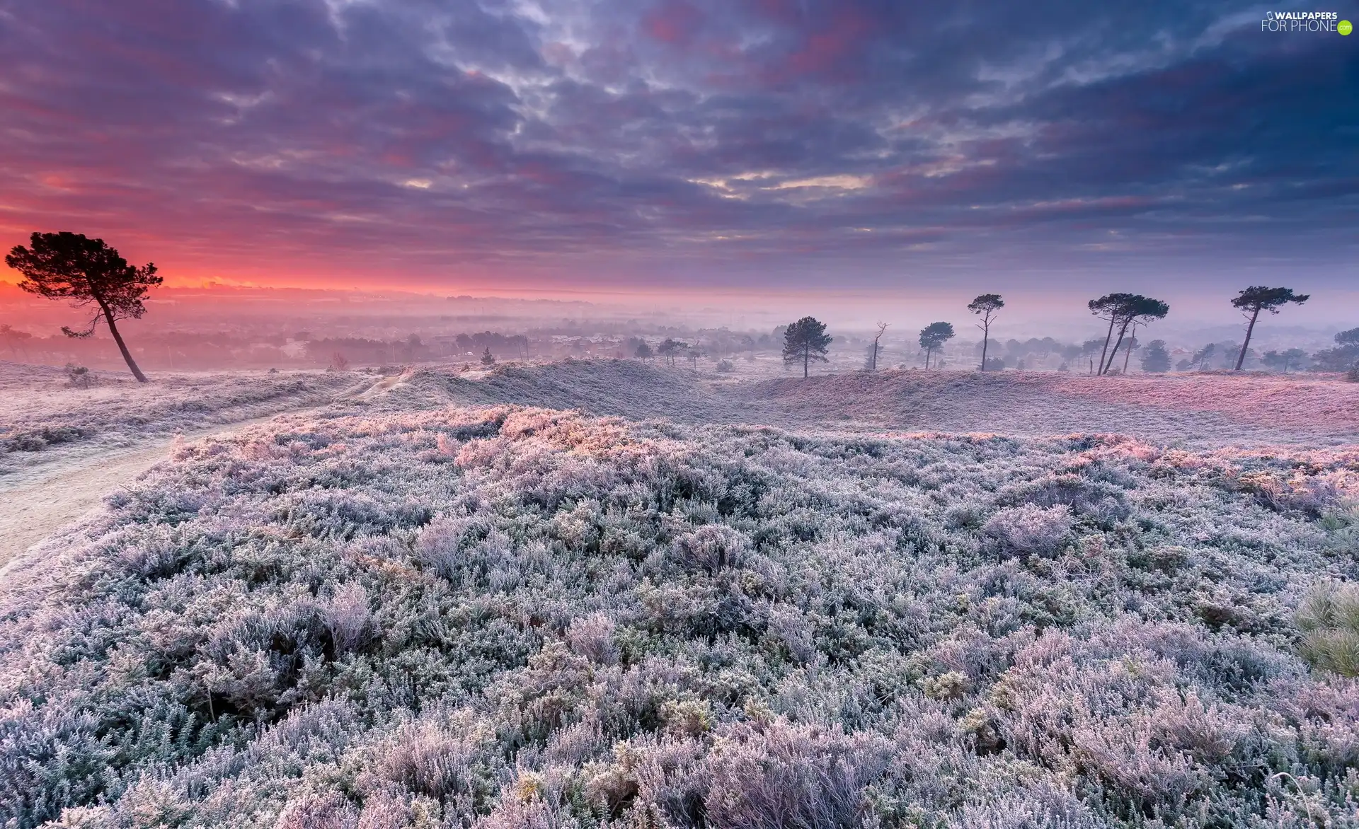 viewes, Meadow, clouds, trees, Great Sunsets