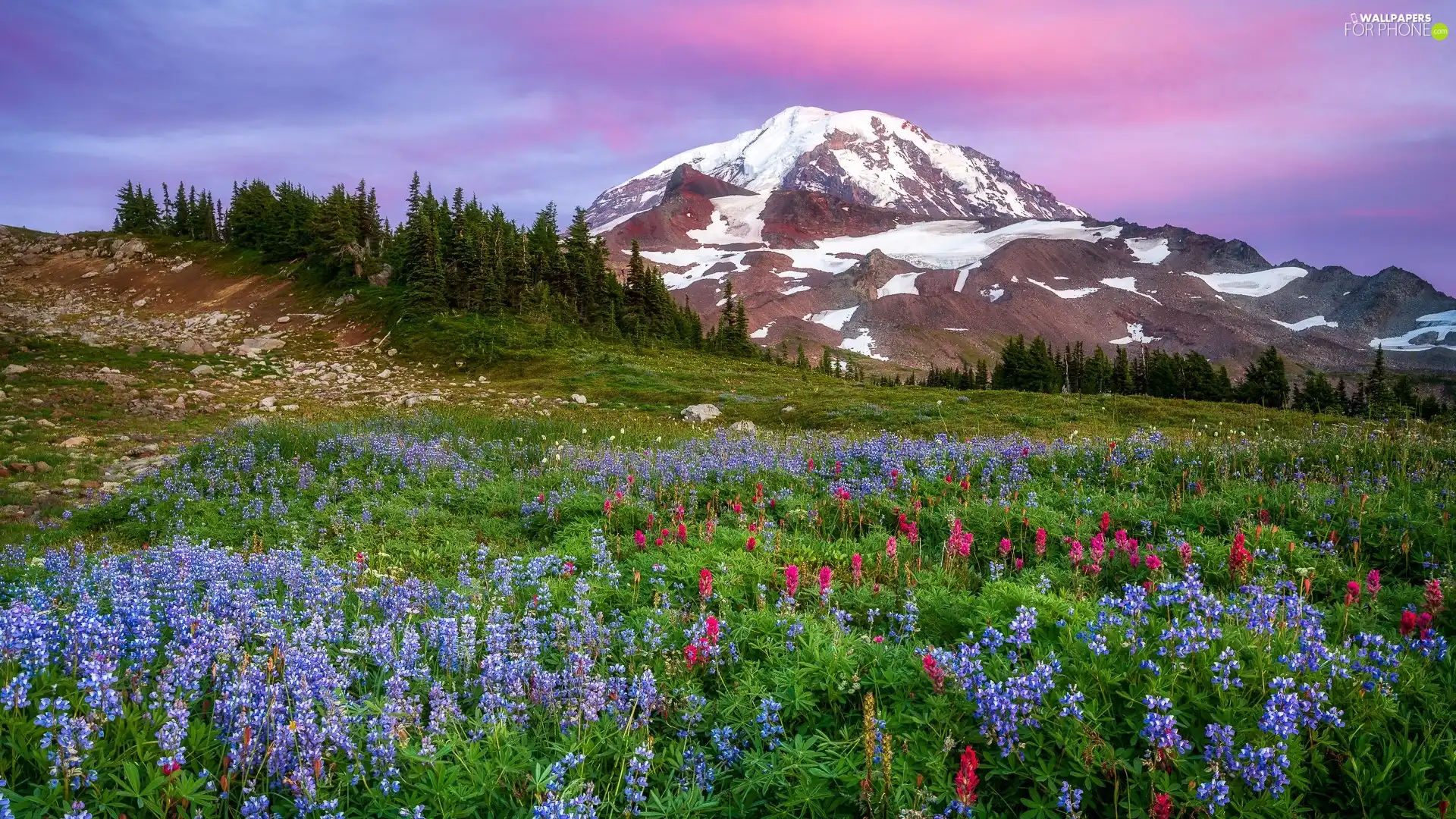Mount Rainier, Meadow, trees, Washington State, viewes, Mountains, lupine, The United States, Mount Rainier National Park, Stratovolcano