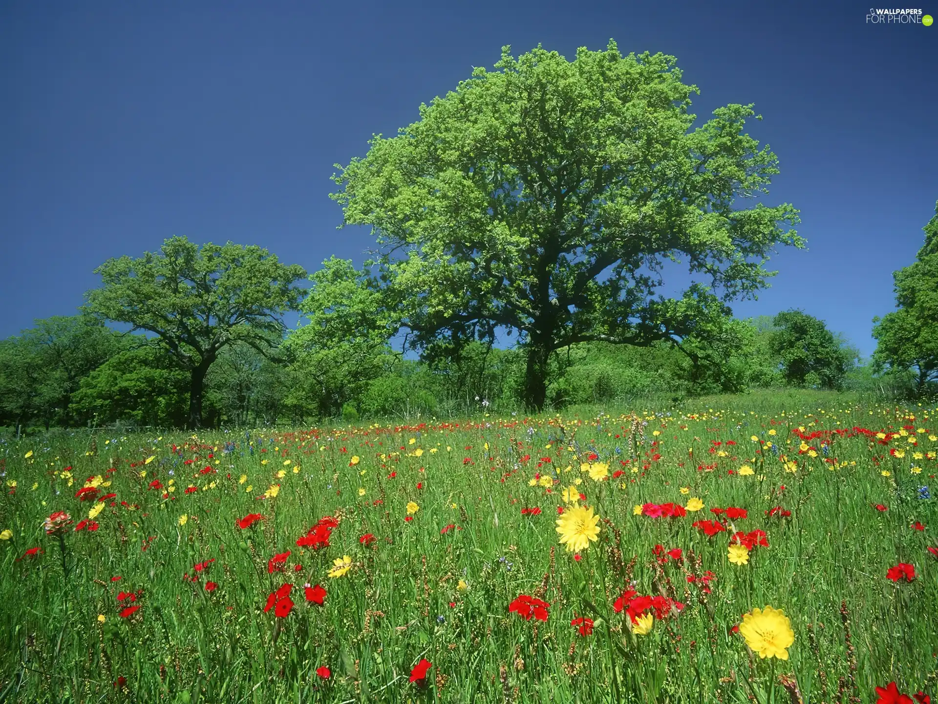 Meadow, trees, viewes, Flowers