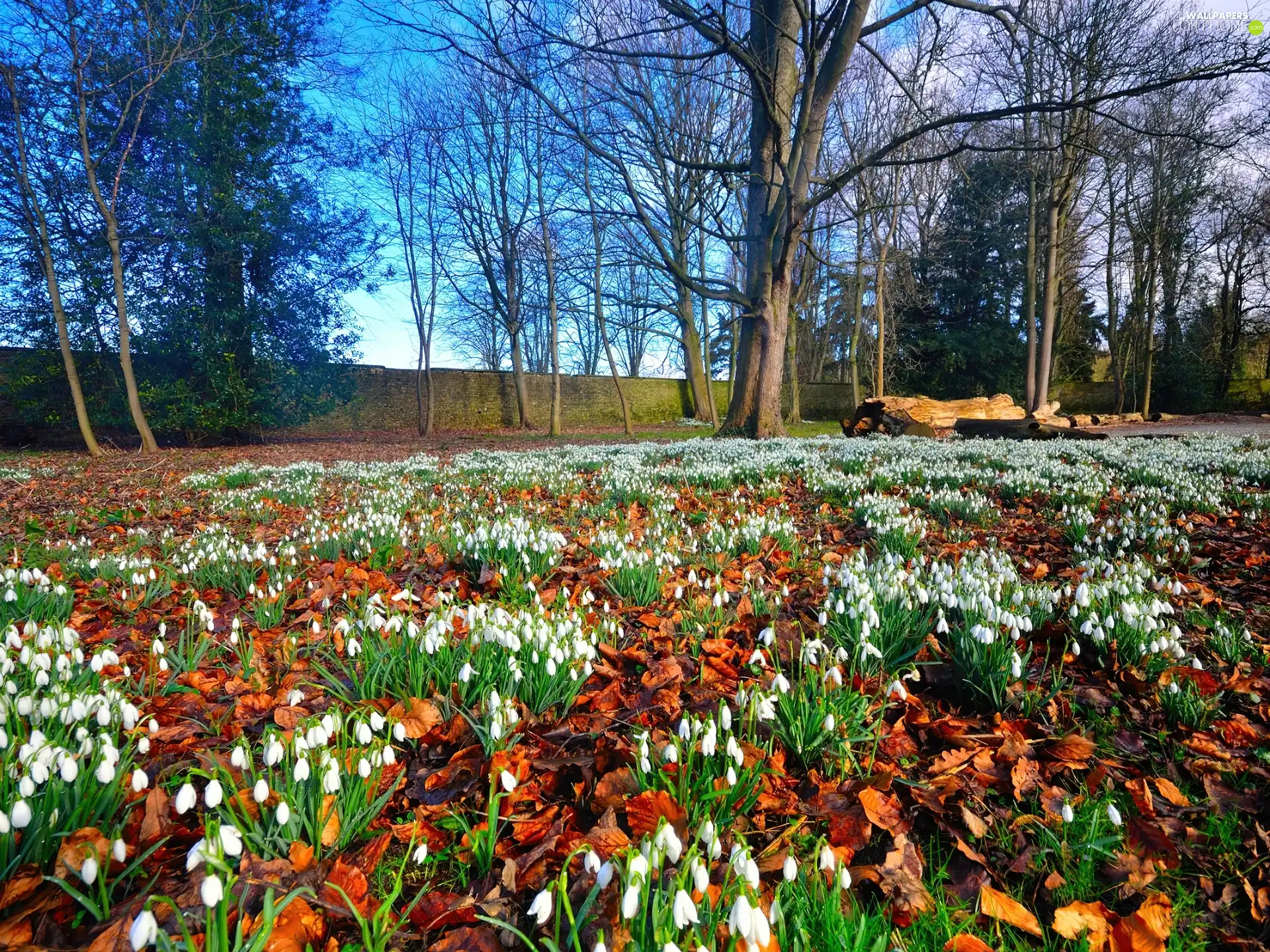 Meadow, trees, viewes, snowdrops