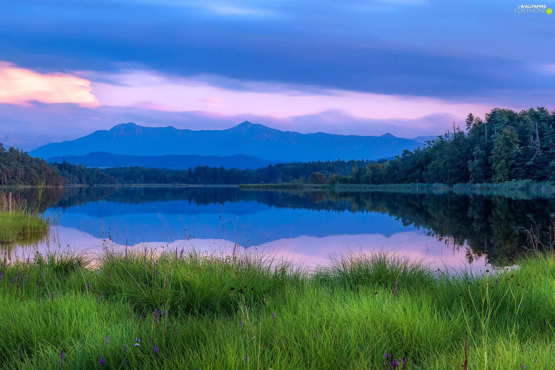 rushes, lake, trees, viewes, grass, Mountains