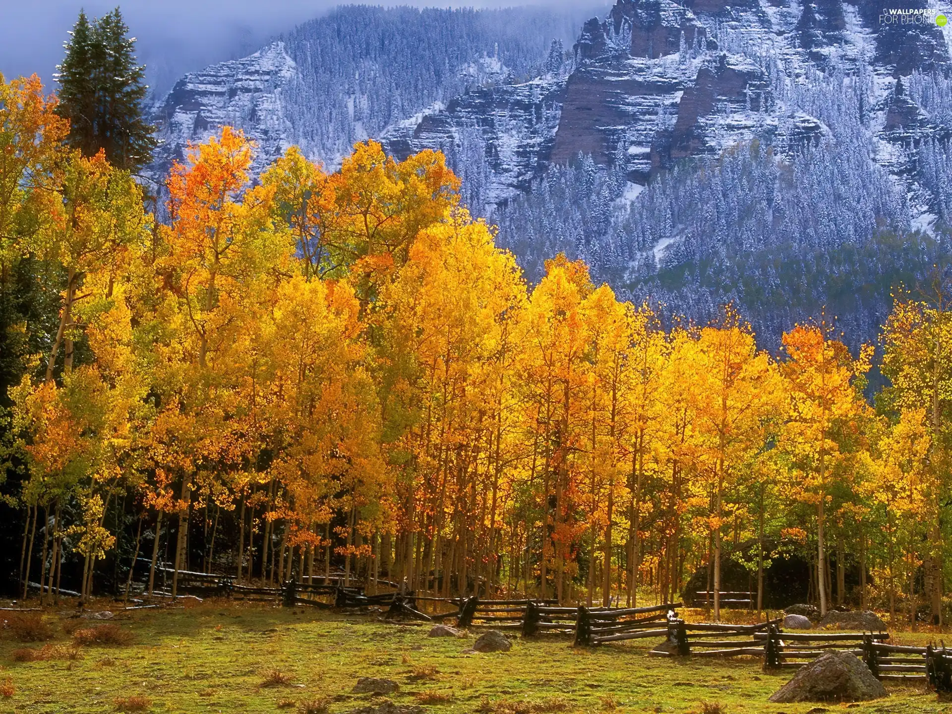 trees, autumn, peaks, Yellow, forest, viewes, Mountains