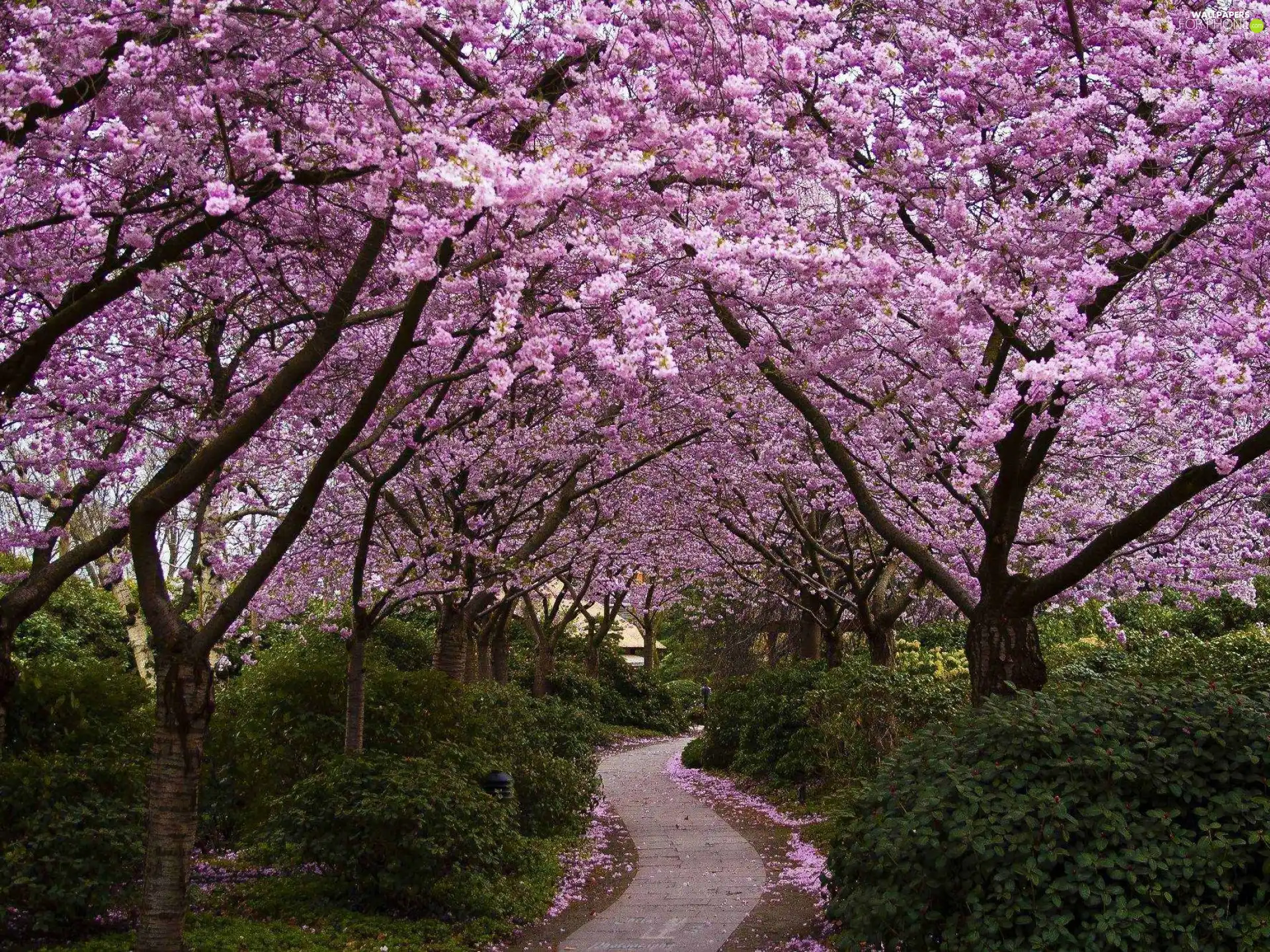 Park, trees, viewes, flourishing