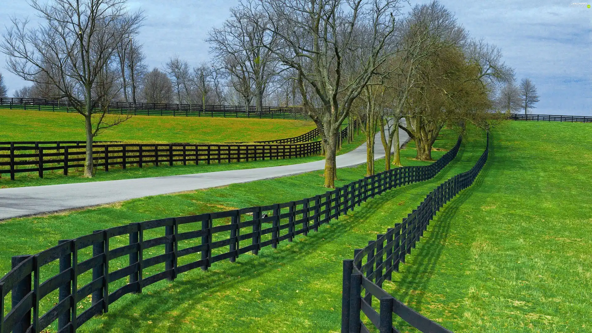 viewes, pens, Way, trees, rural