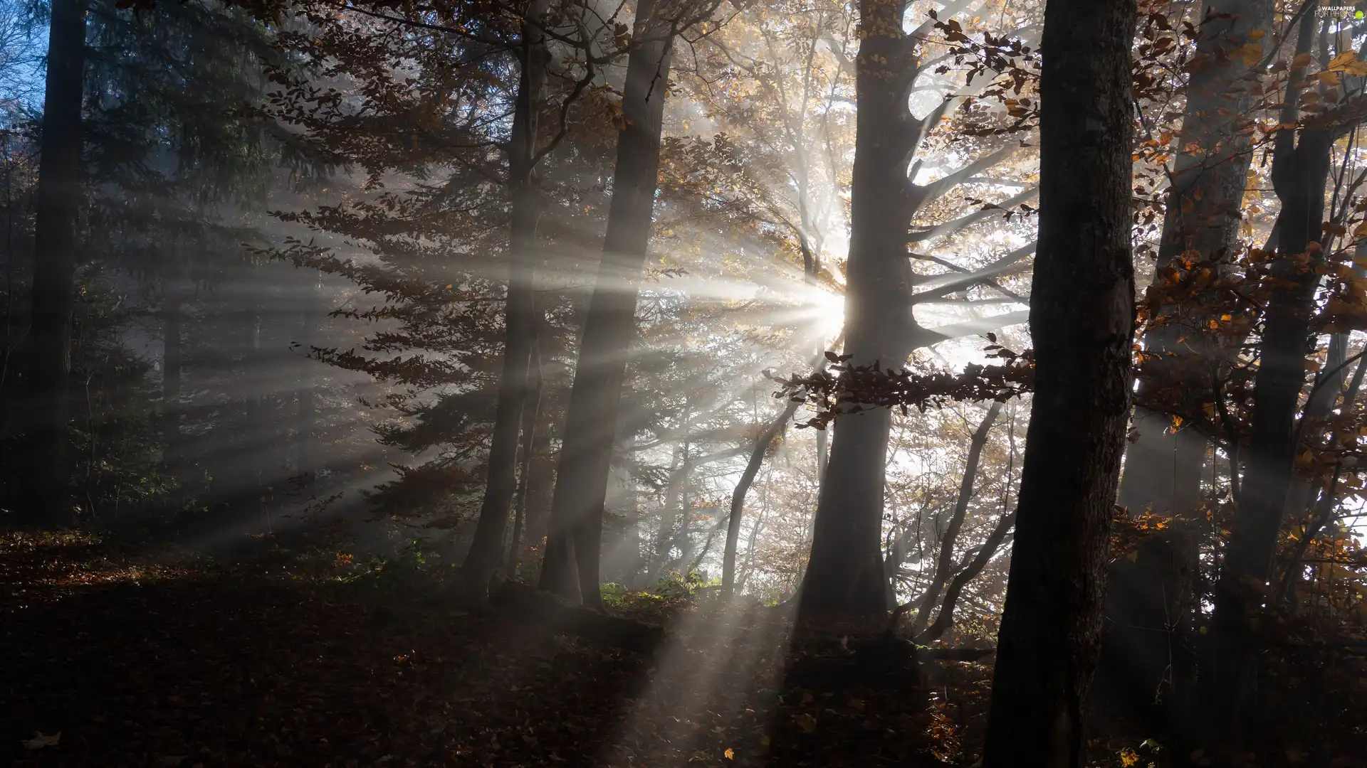 viewes, forest, Leaf, light breaking through sky, branch pics, trees