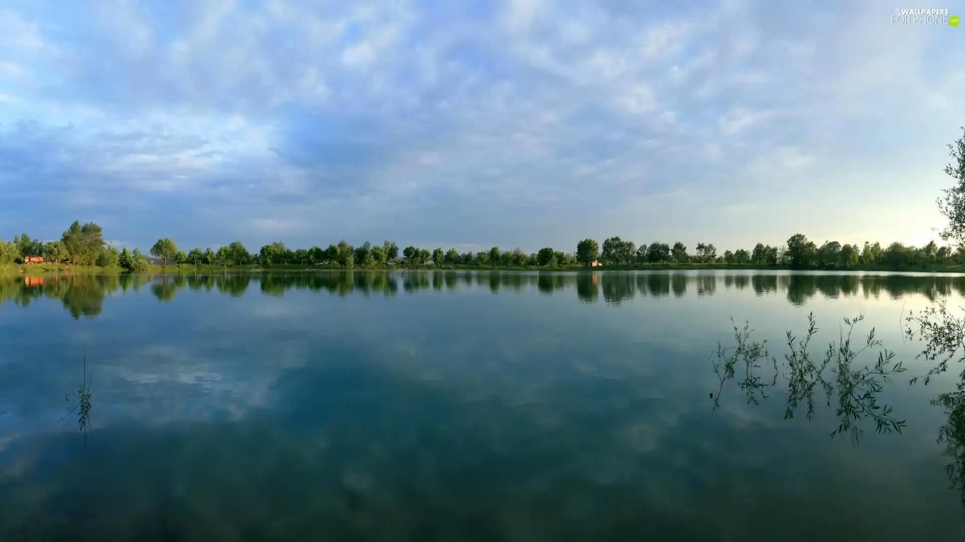 viewes, Plants, forest, trees, lake