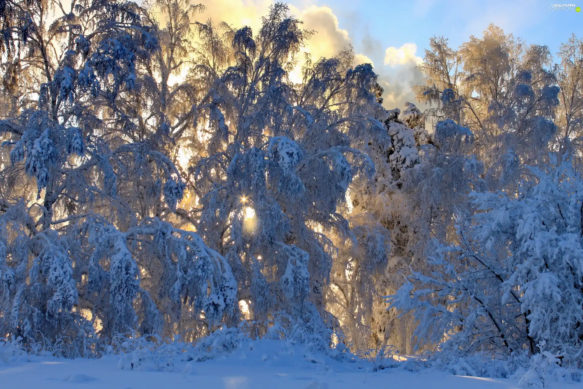 flash, trees, Przebijające, clouds, ligh, forest, viewes, winter, luminosity, sun