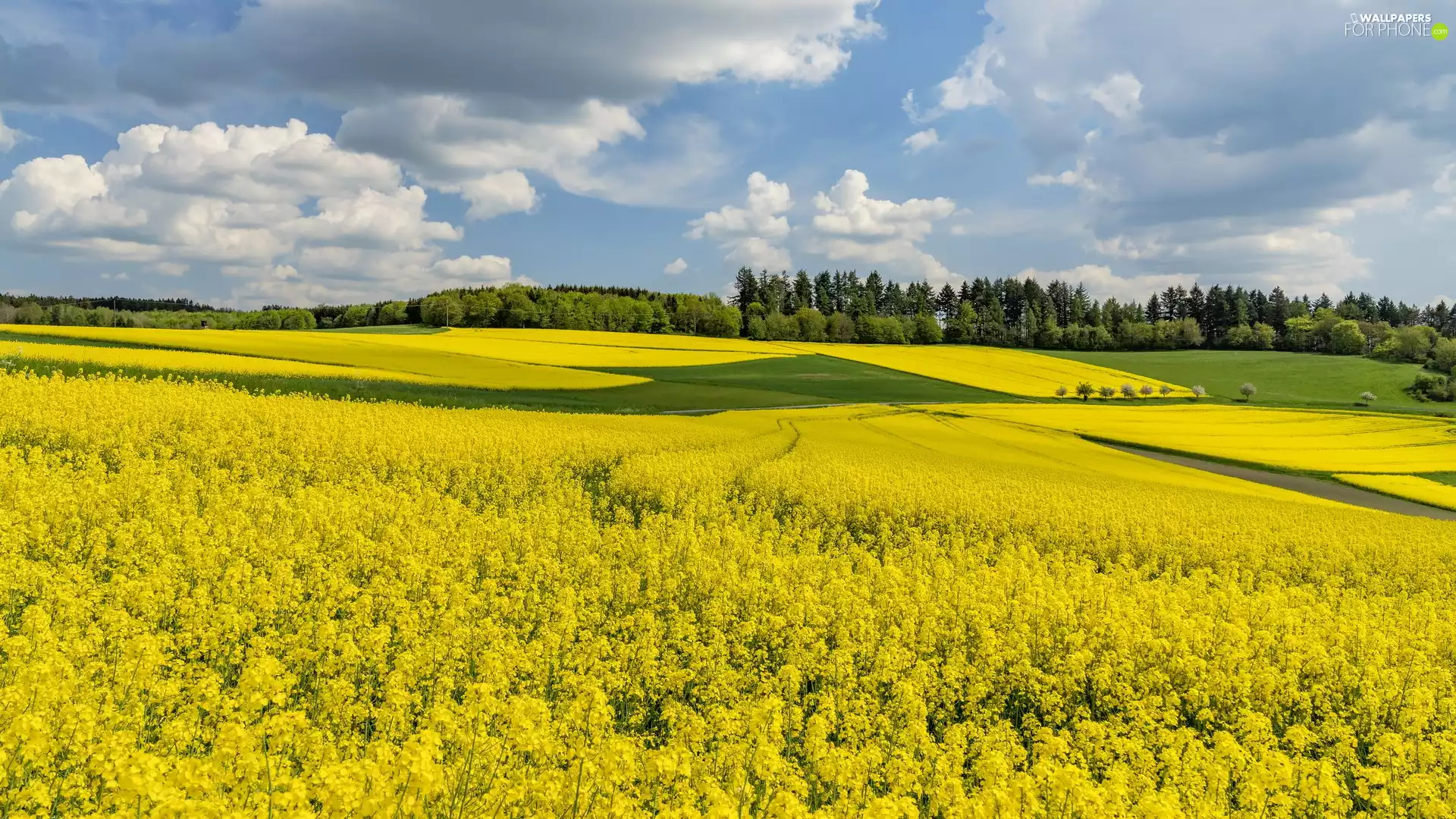 trees, viewes, rape, Spring, field