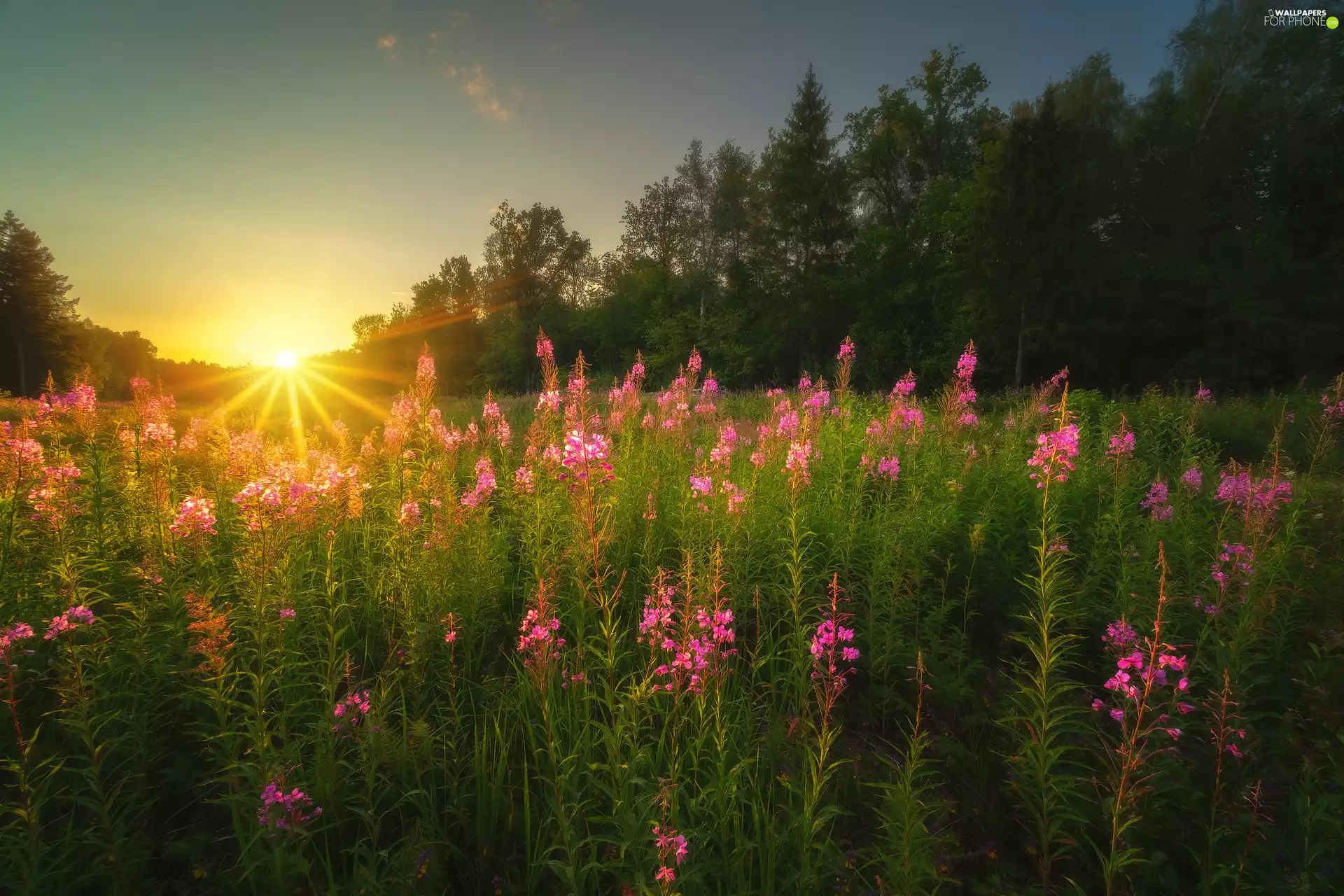 trees, Flowers, Sunrise, Lythrum Salicaria, Meadow, viewes, rays of the Sun