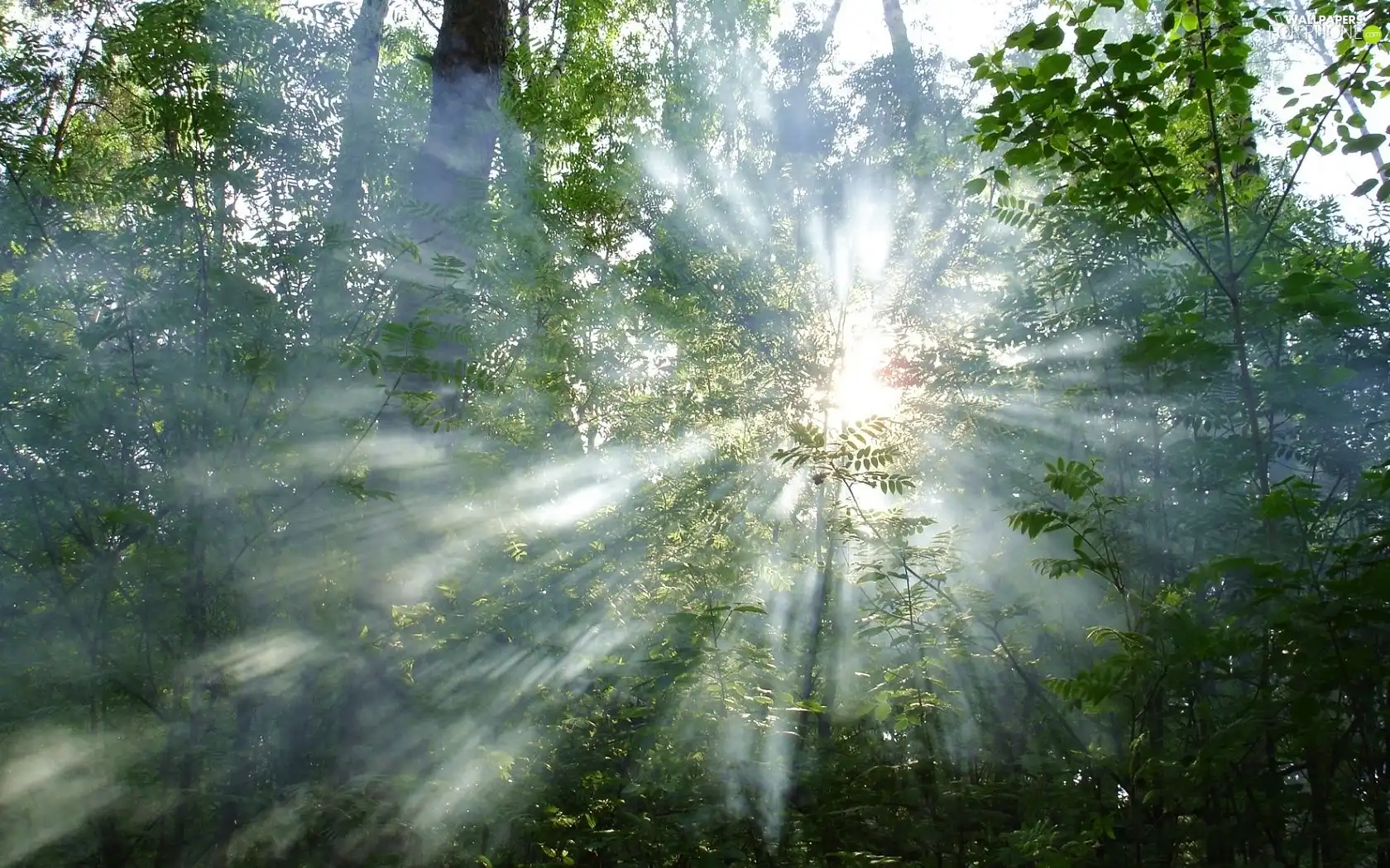 rays, trees, viewes, sun