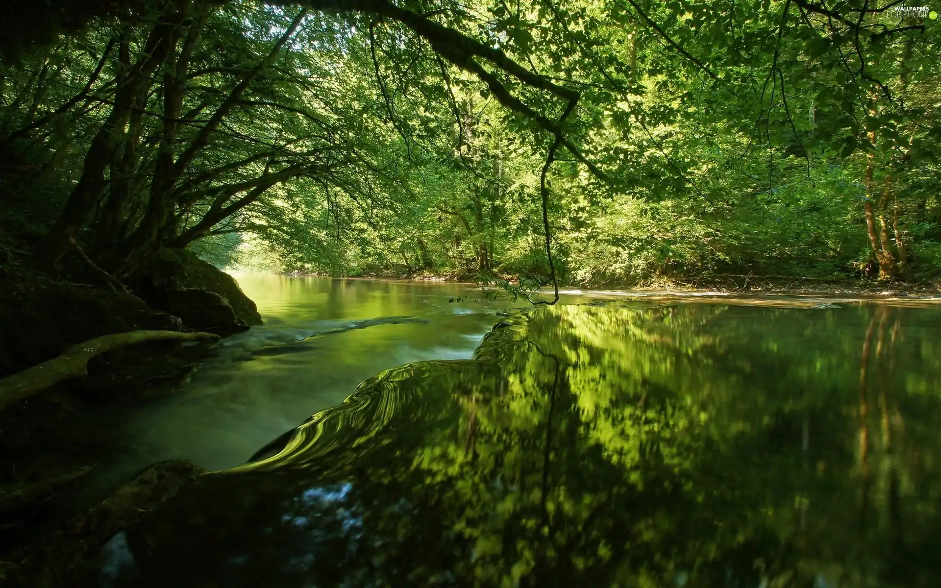 viewes, reflection, River, trees, forest