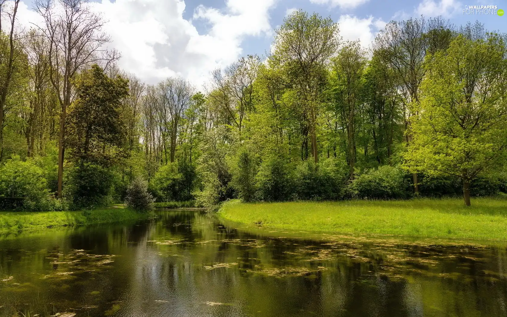 River, trees, viewes, Park