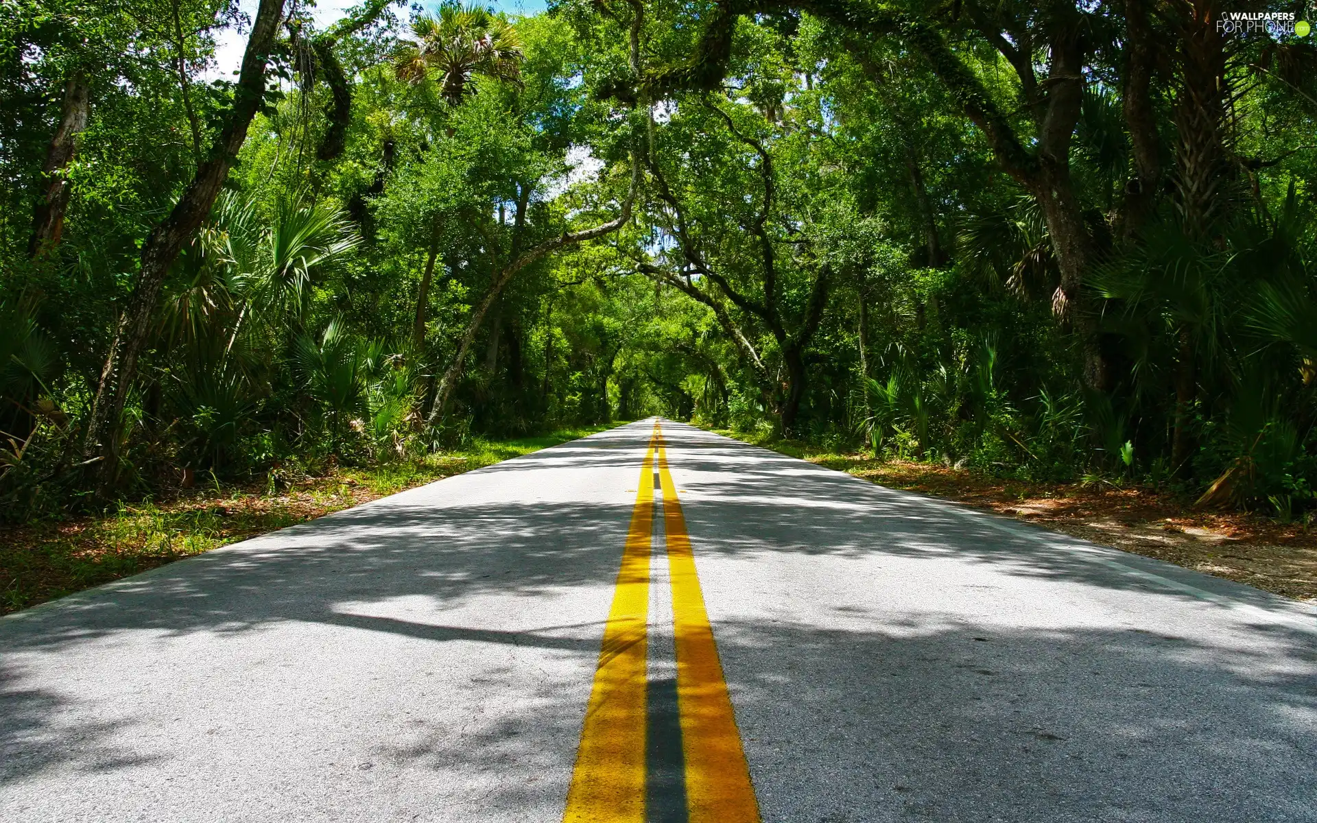 Simple, trees, viewes, Way