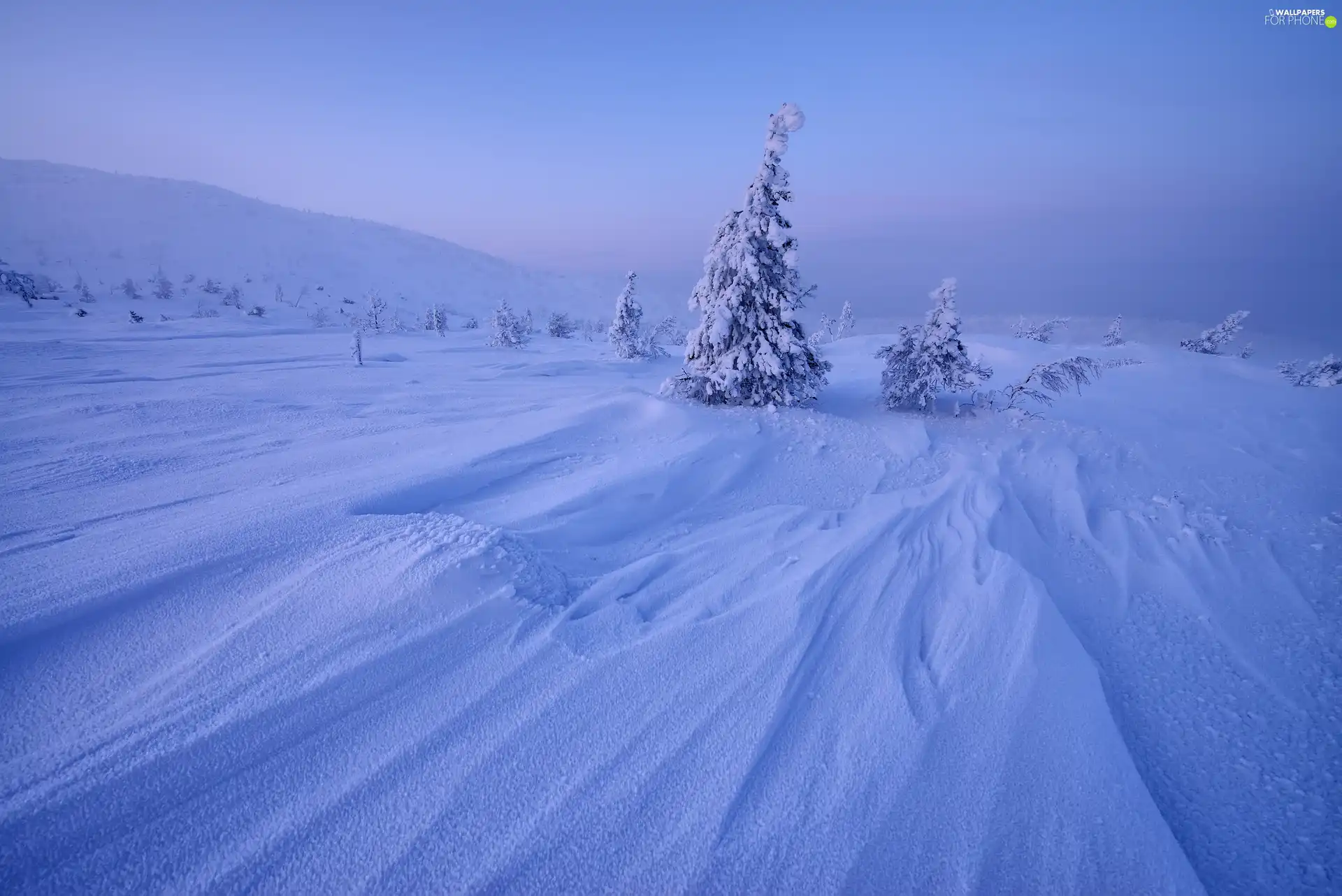 drifts, winter, trees, viewes, Mountains, snow
