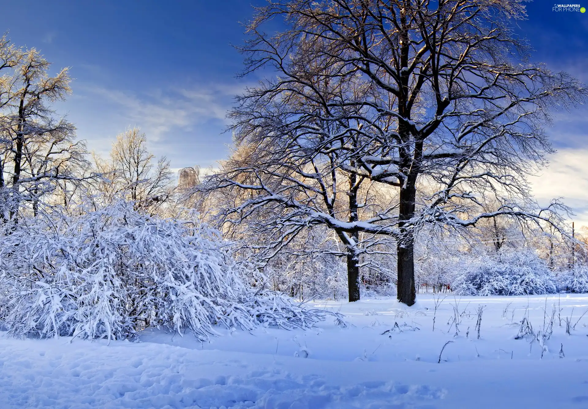 snow, trees, viewes, frosty