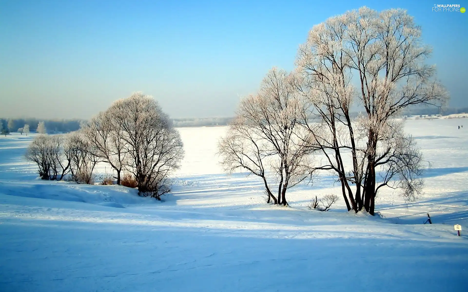 snowy, trees, viewes, field