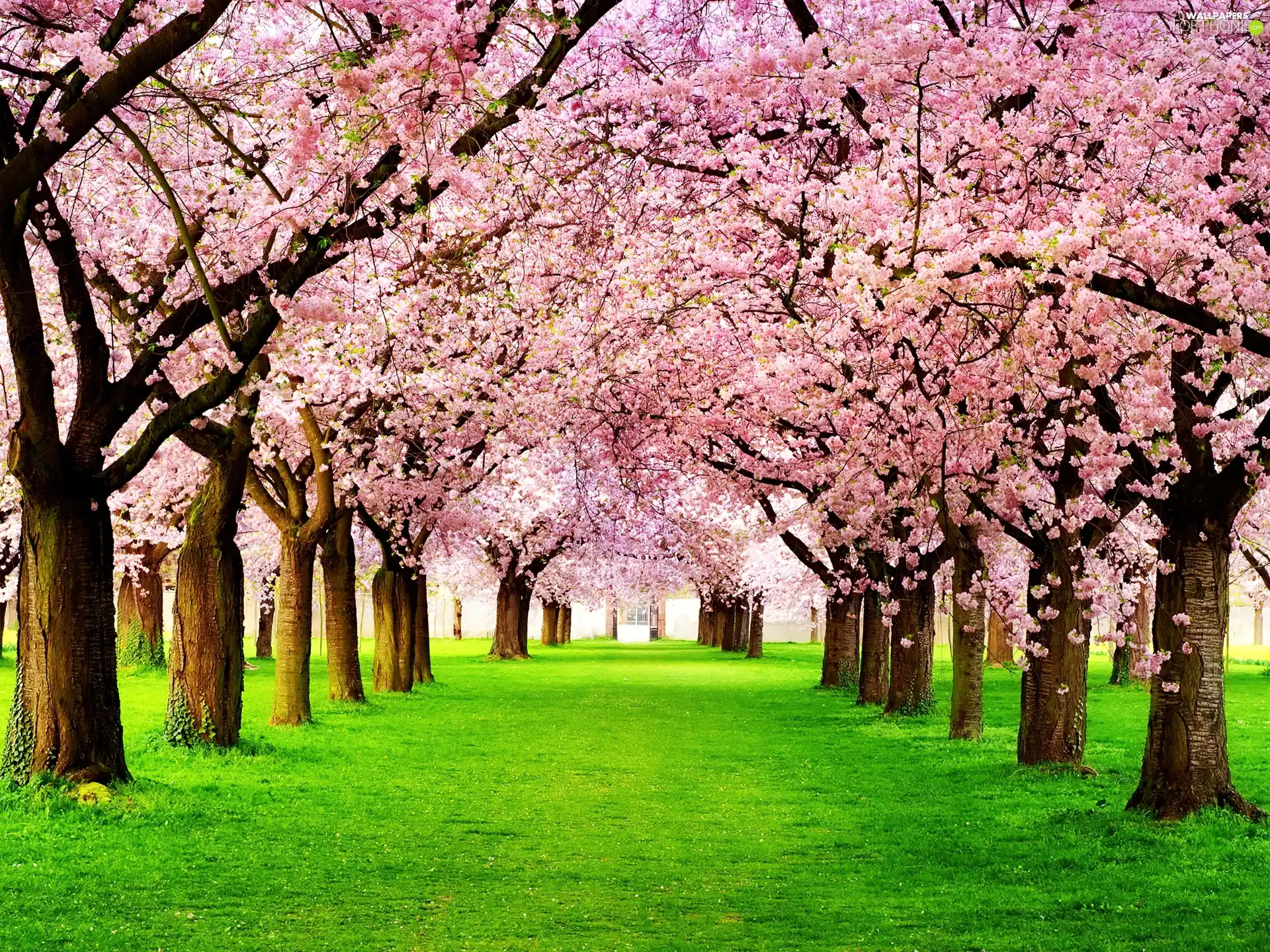 Spring, trees, viewes, flourishing